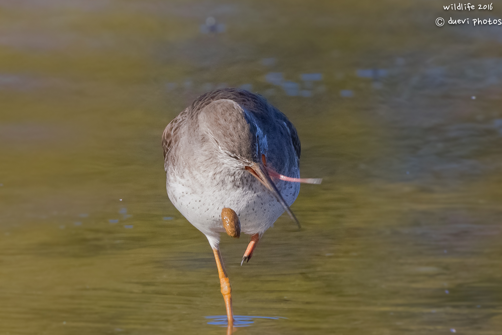 Redshank. The expulsion of the wad...