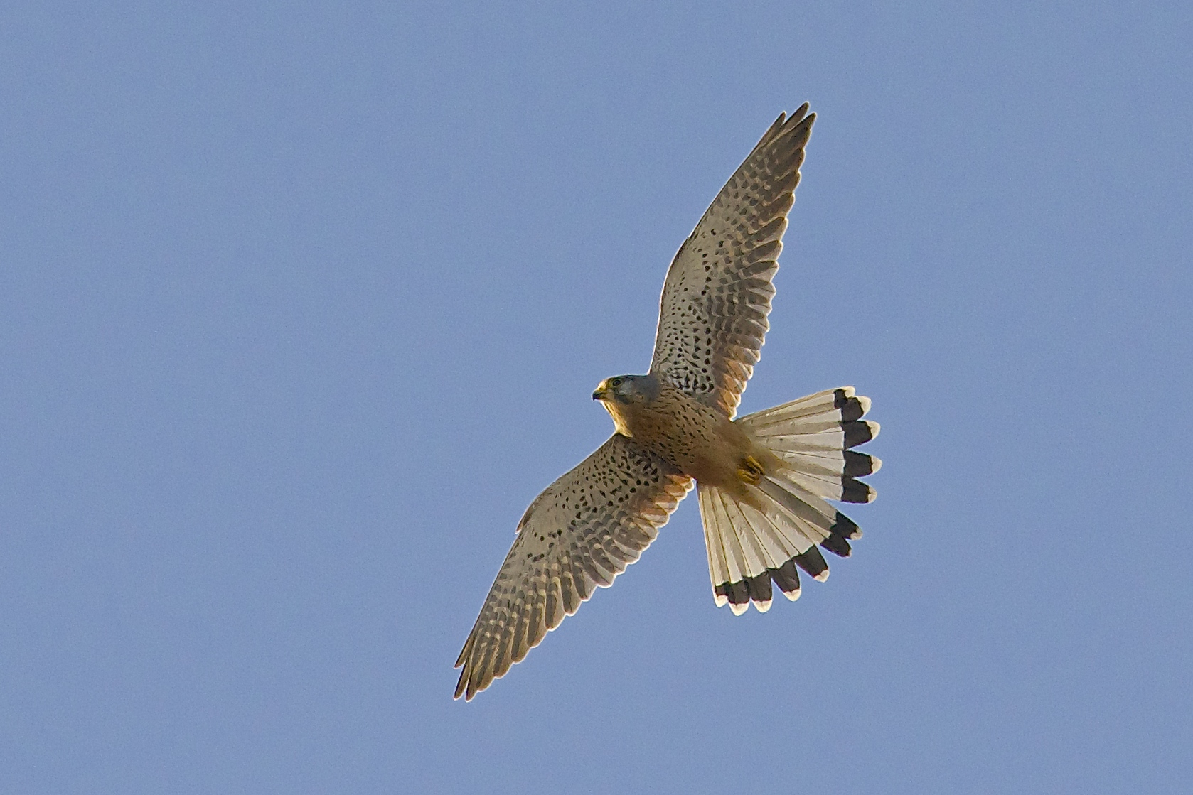 Kestrel...