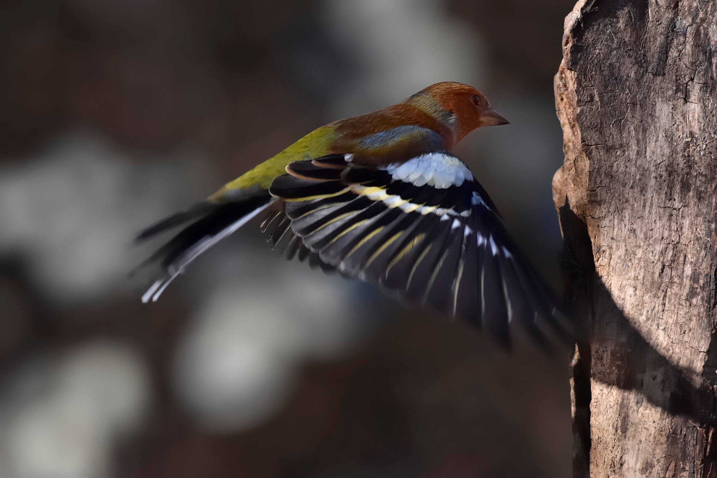 Chaffinch in holy spirit ......