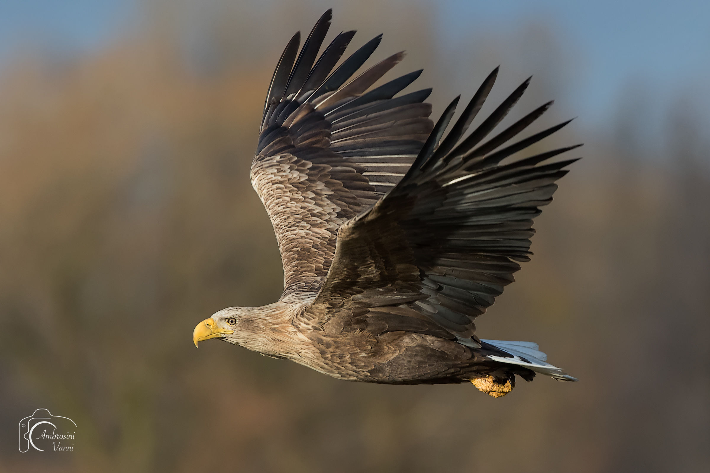 Eagle in flight...