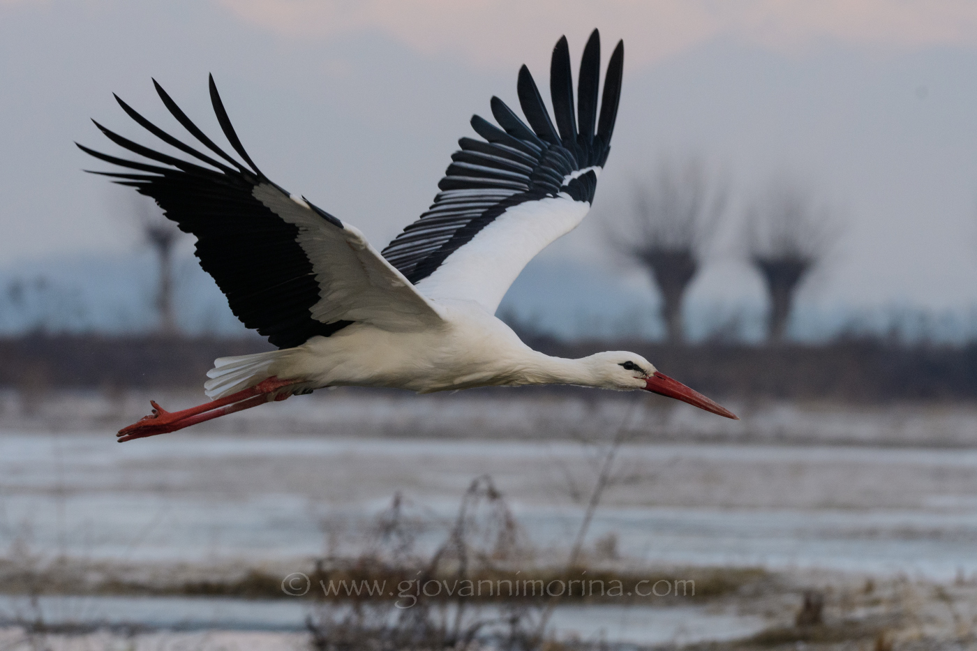 Stork in winter 2...