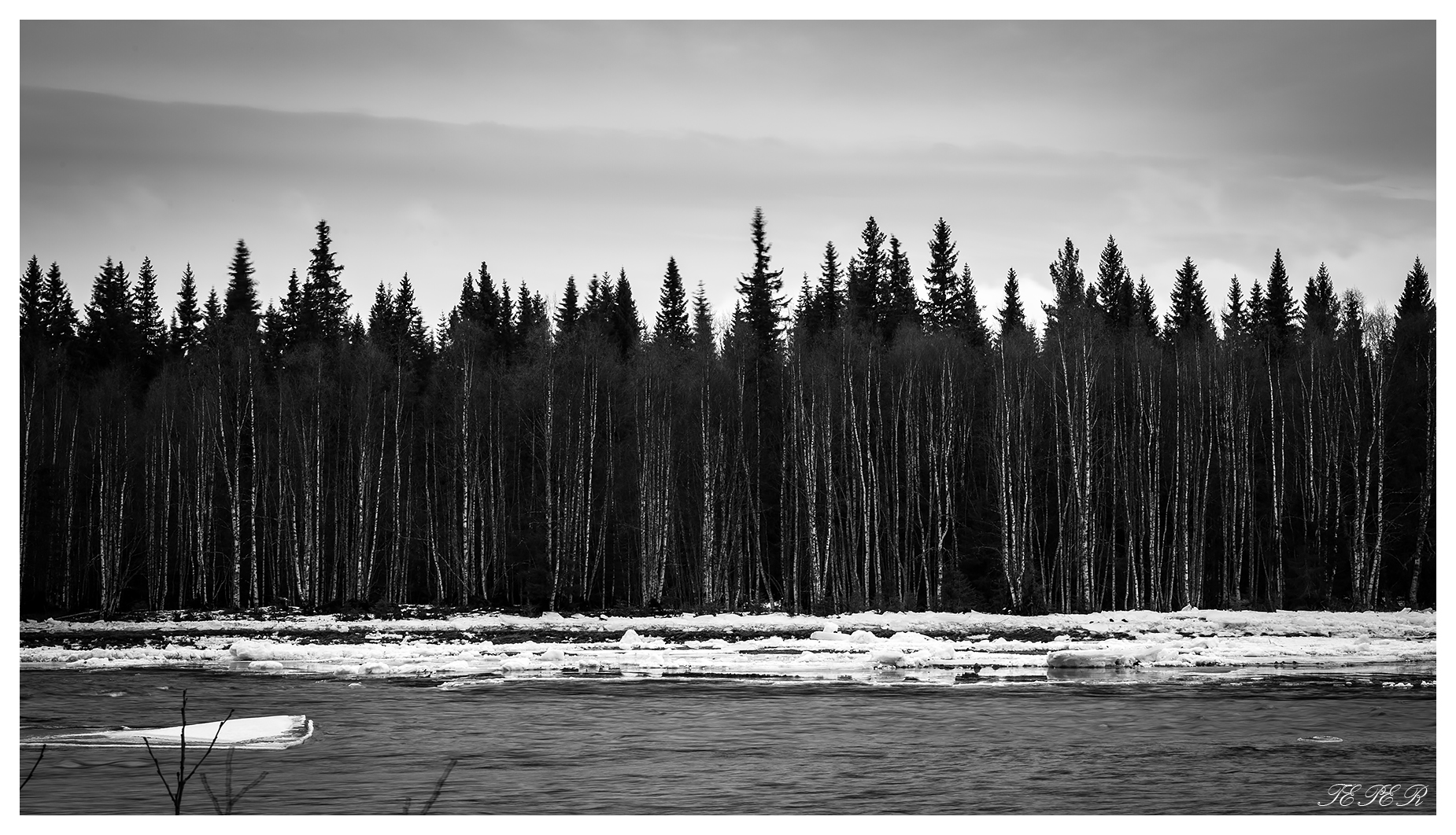 White Trees of Salen...