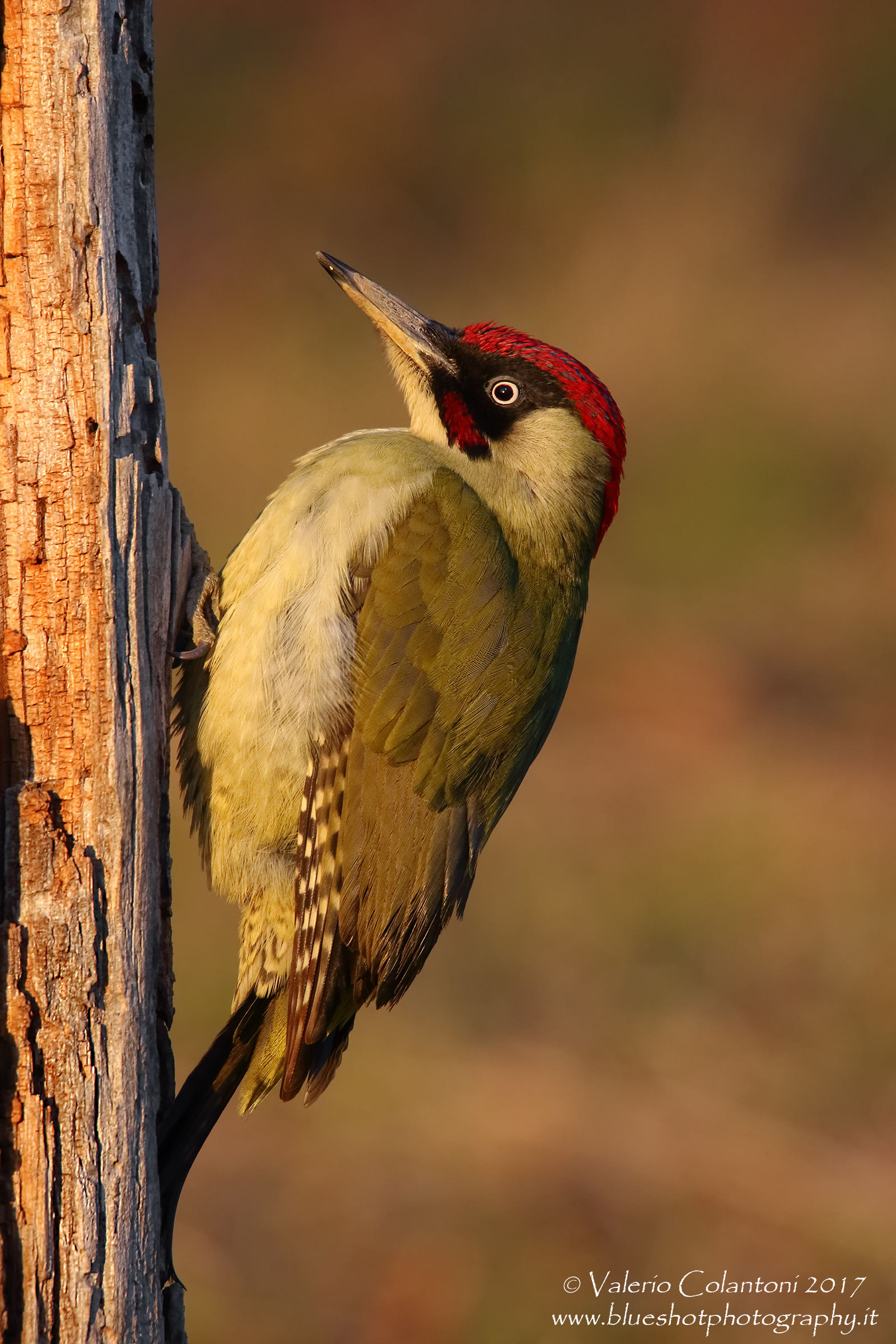 Green Woodpecker ......