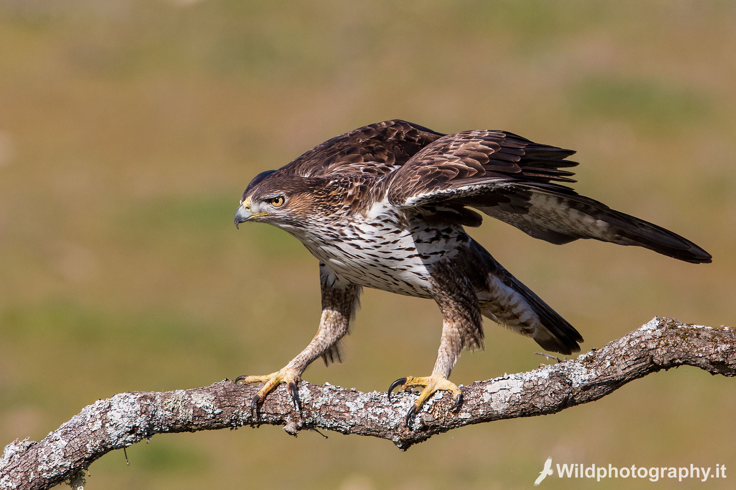 Bonelli's eagle...