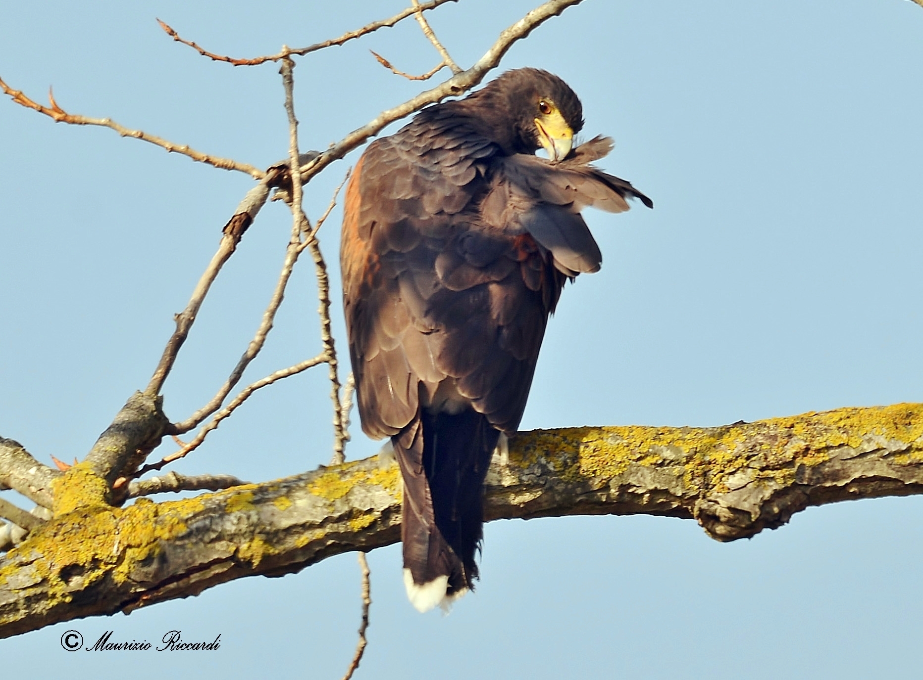 Buzzard Harris...