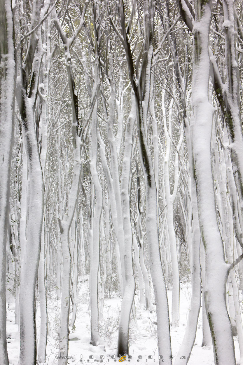 icy forest...