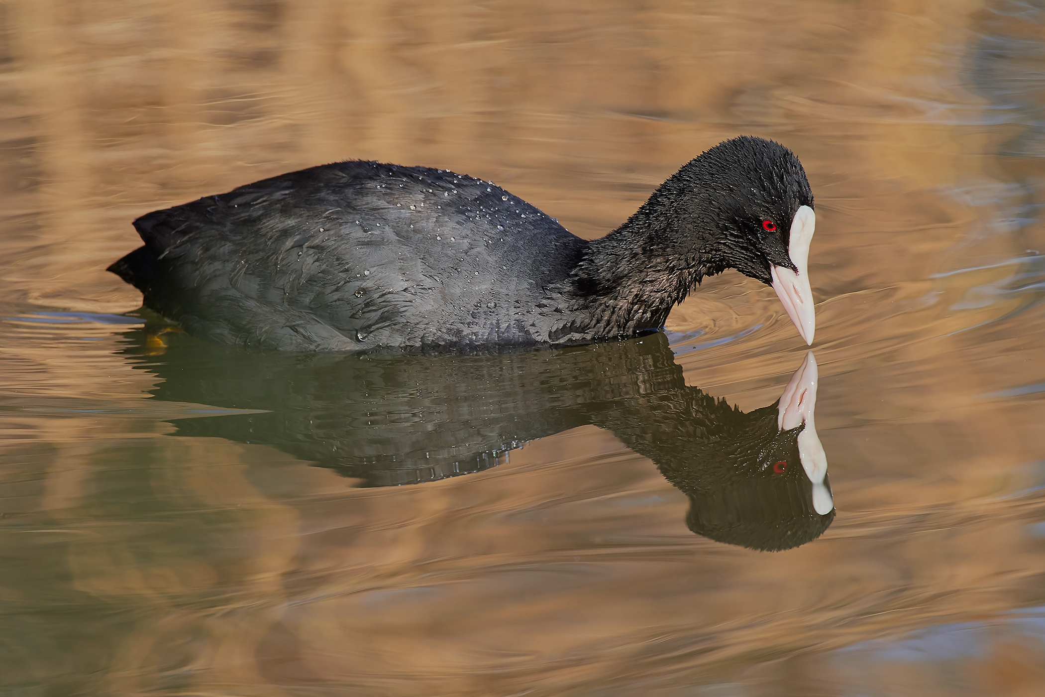 Coot...