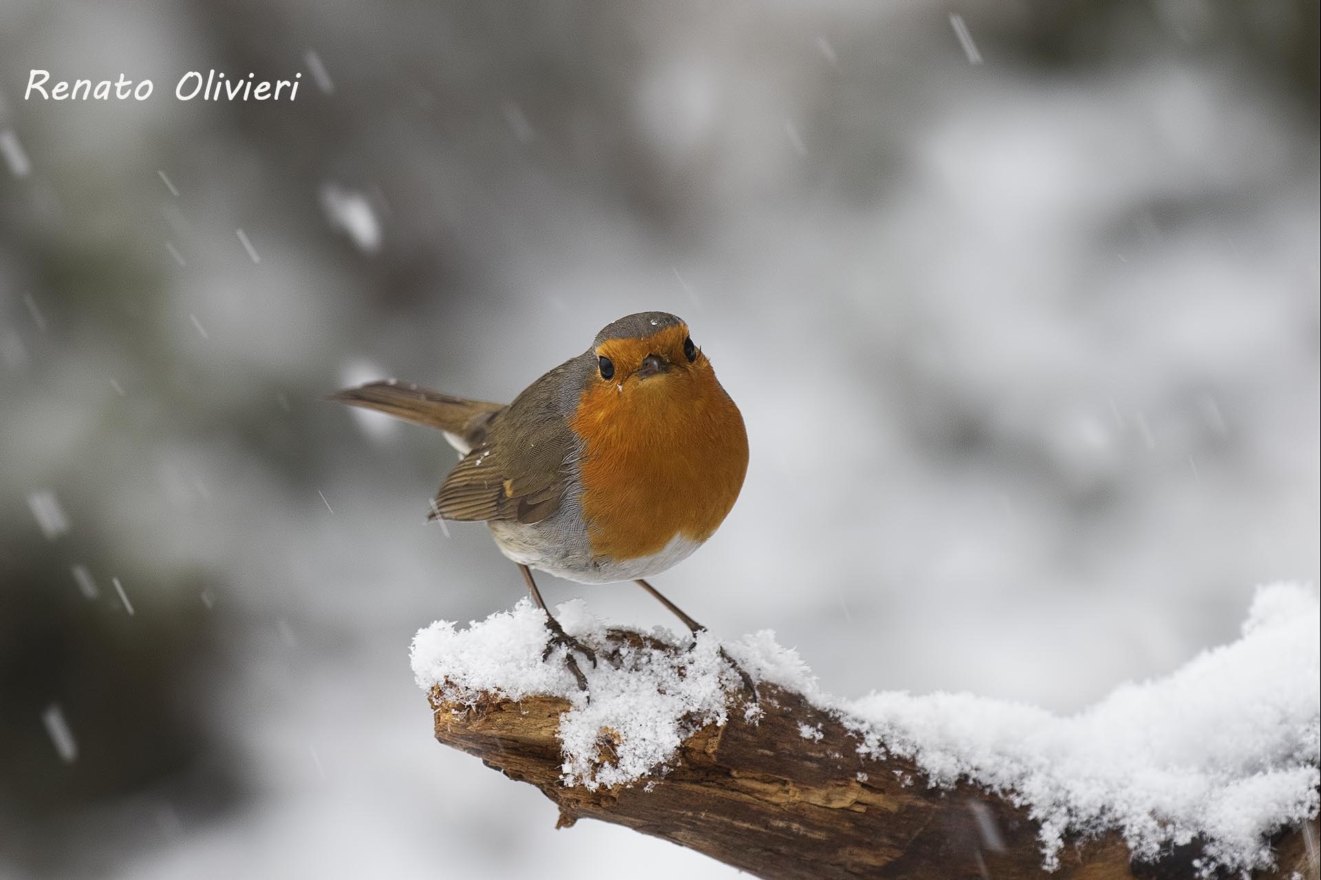 Robin in the Snow...