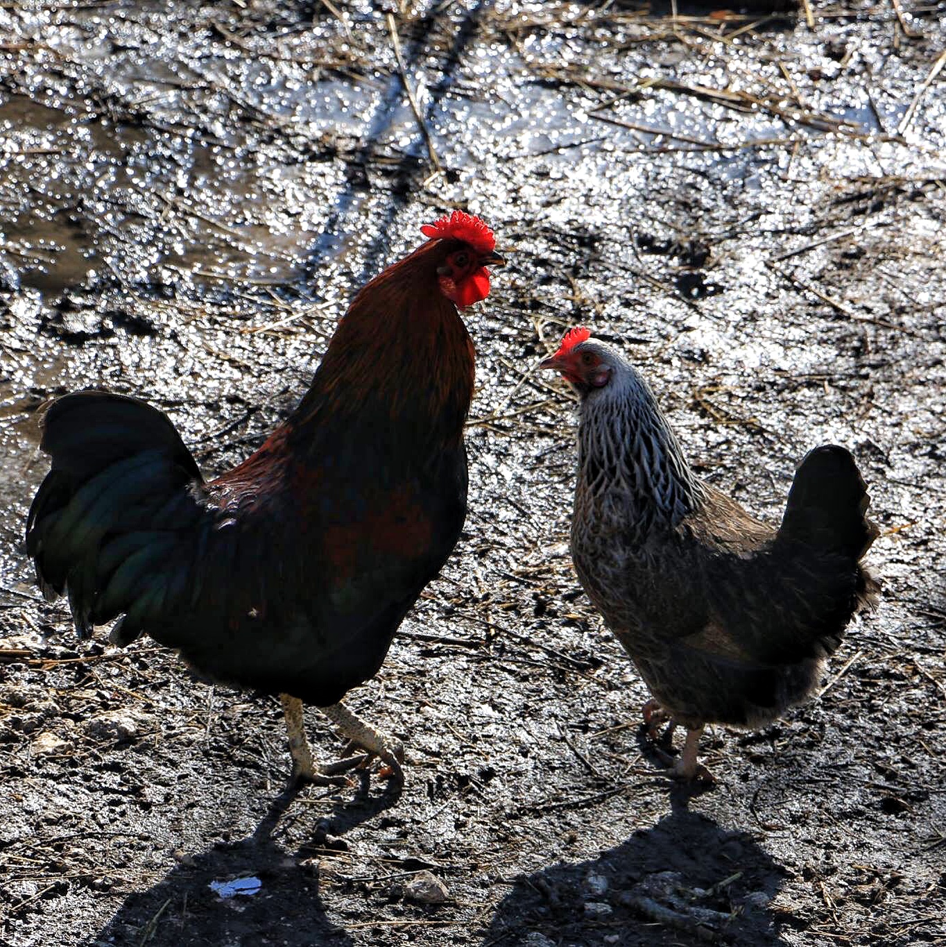 Rooster and hen...