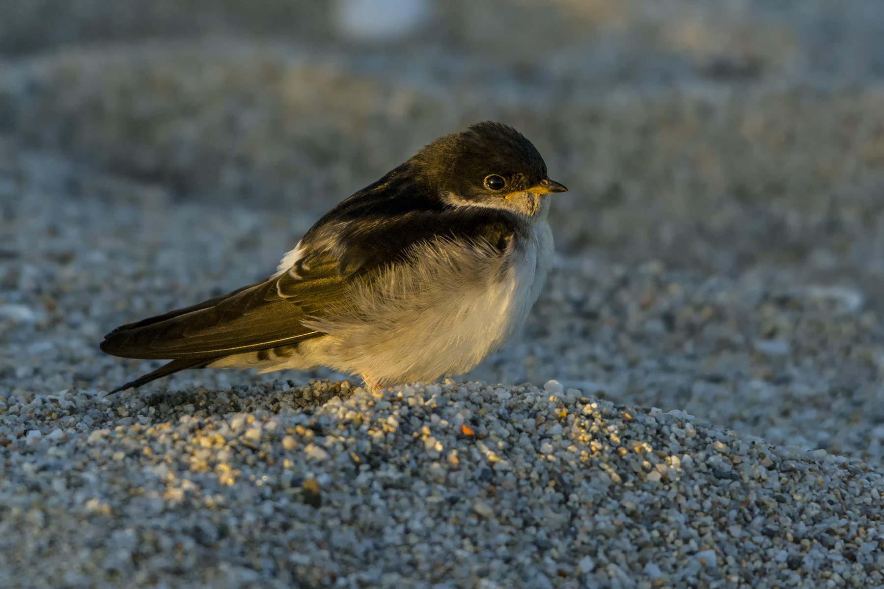 I do not know the name, I think it's a swallow...