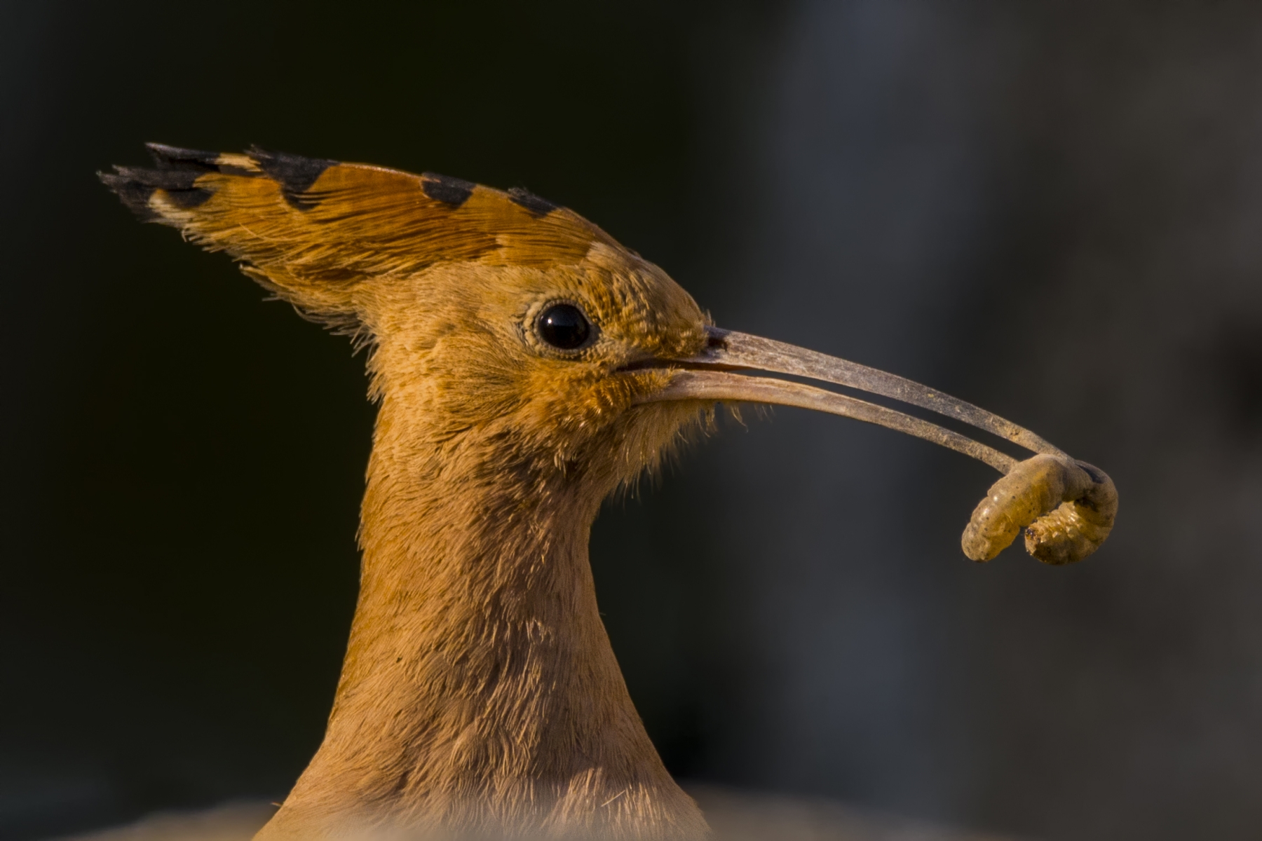Hoopoe with food for chicks...