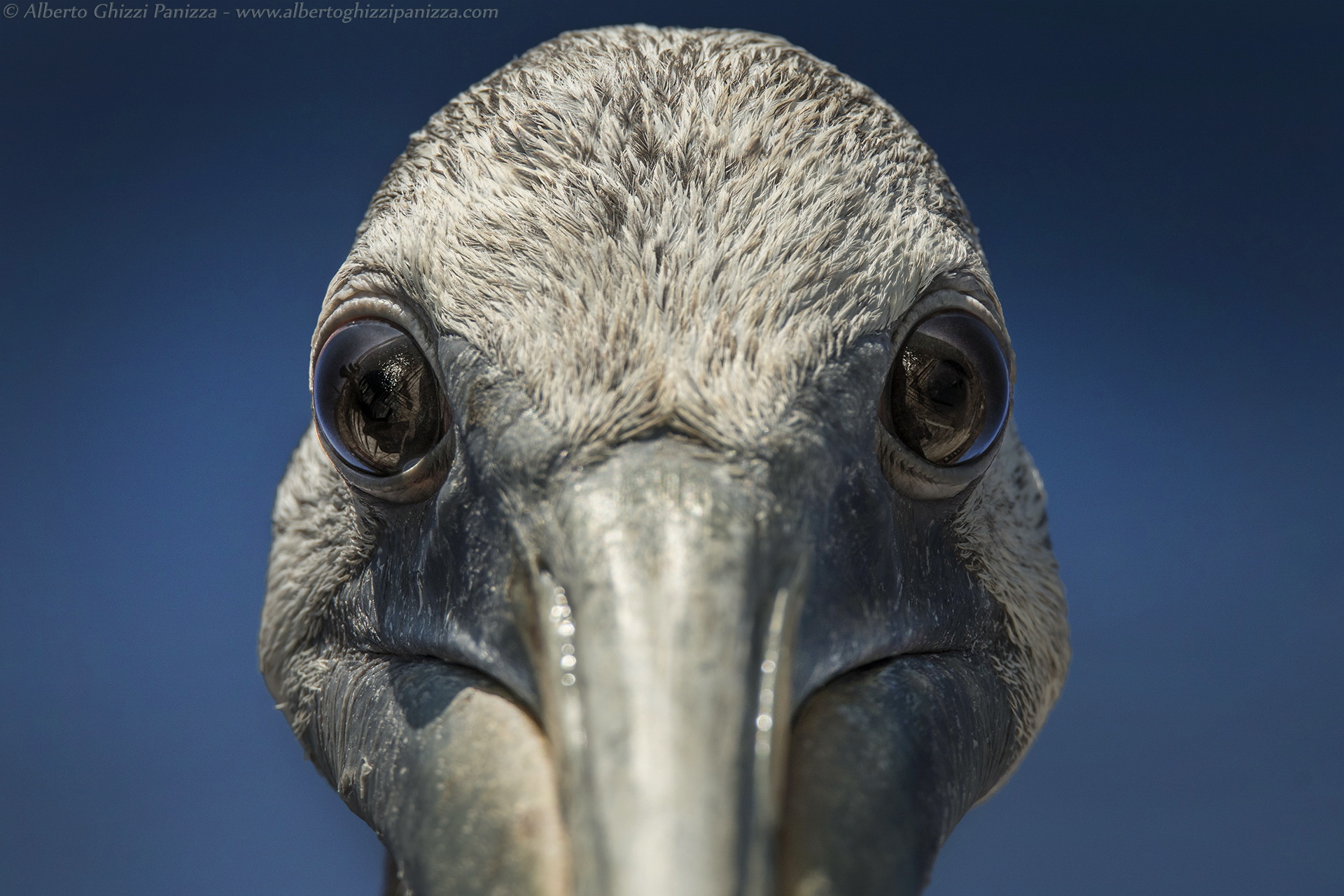 The inscrutable gaze Pelican...