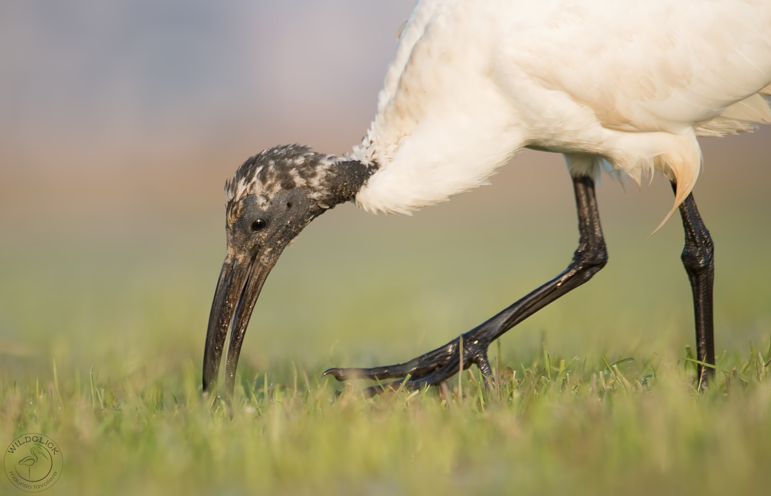Sacred Ibis .....