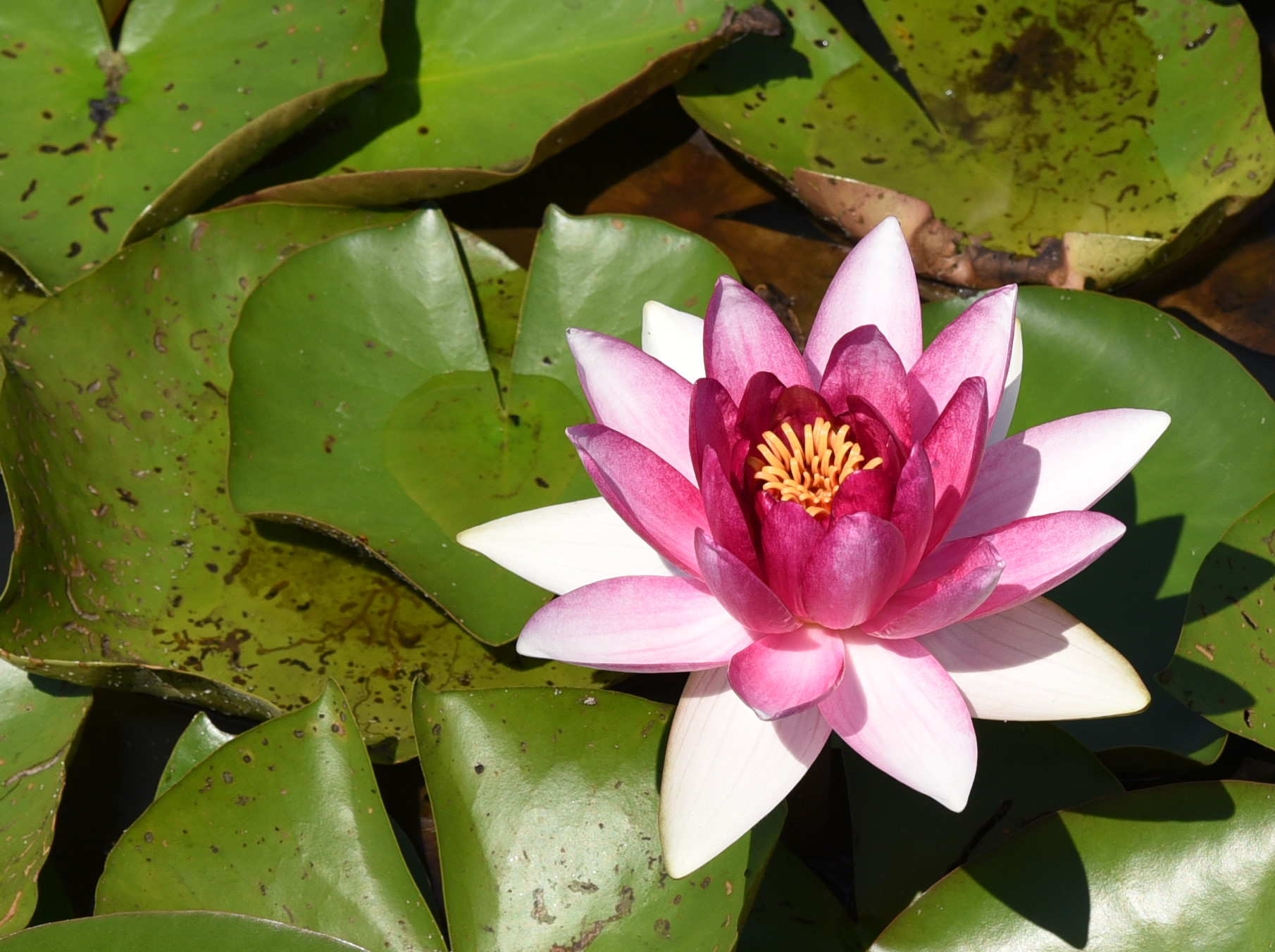 waterlily...