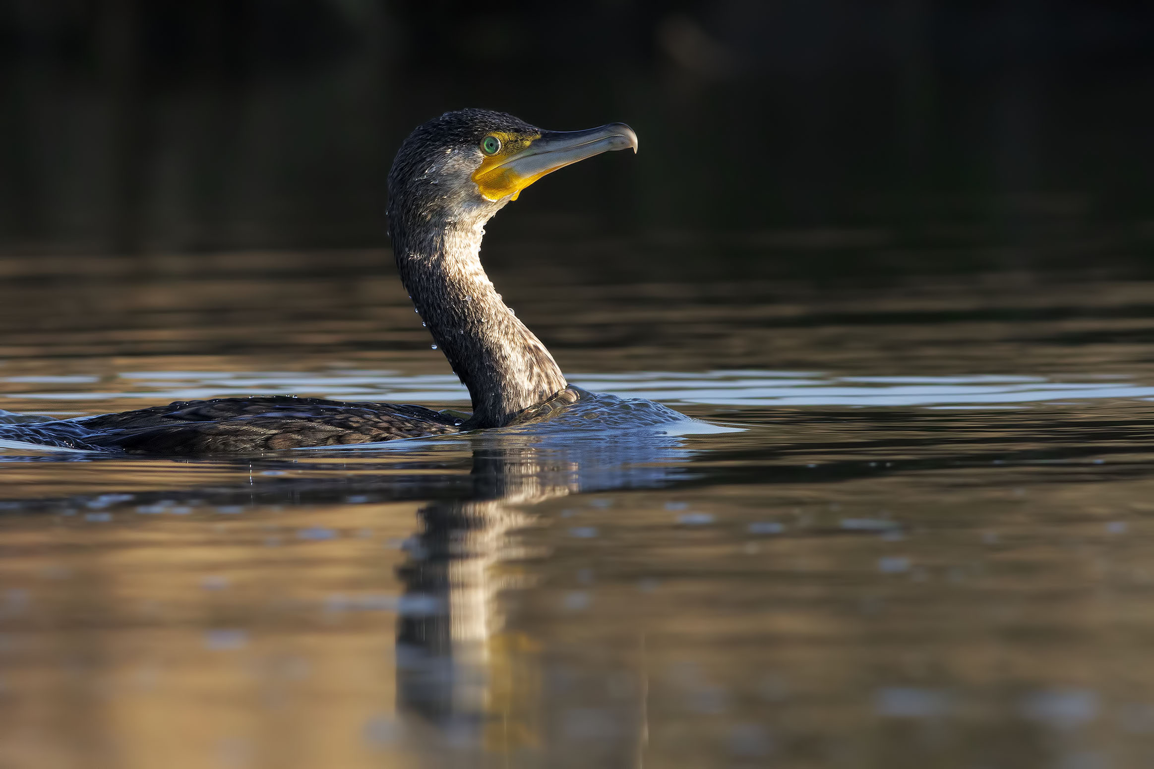 Banned hunting (Cormorant)...