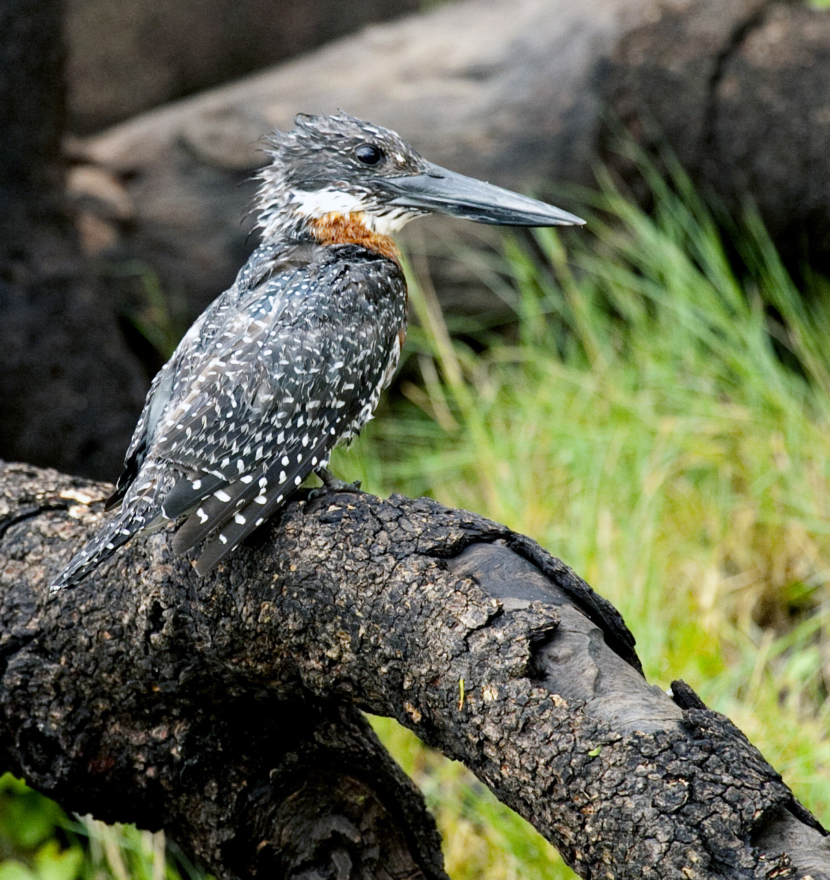 Martin pescatore gigante africano...