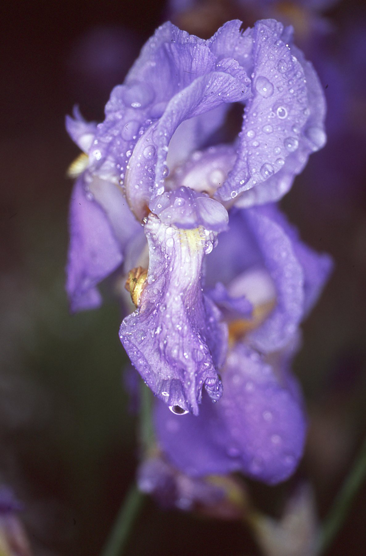 Iris under the rain...