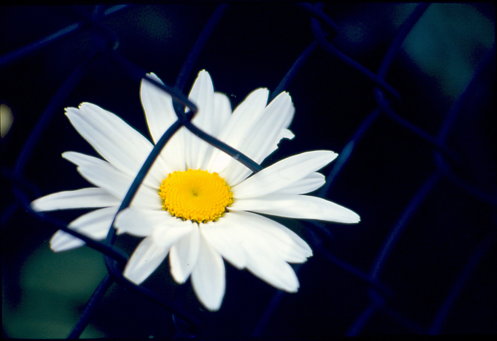 Daisy trapped...