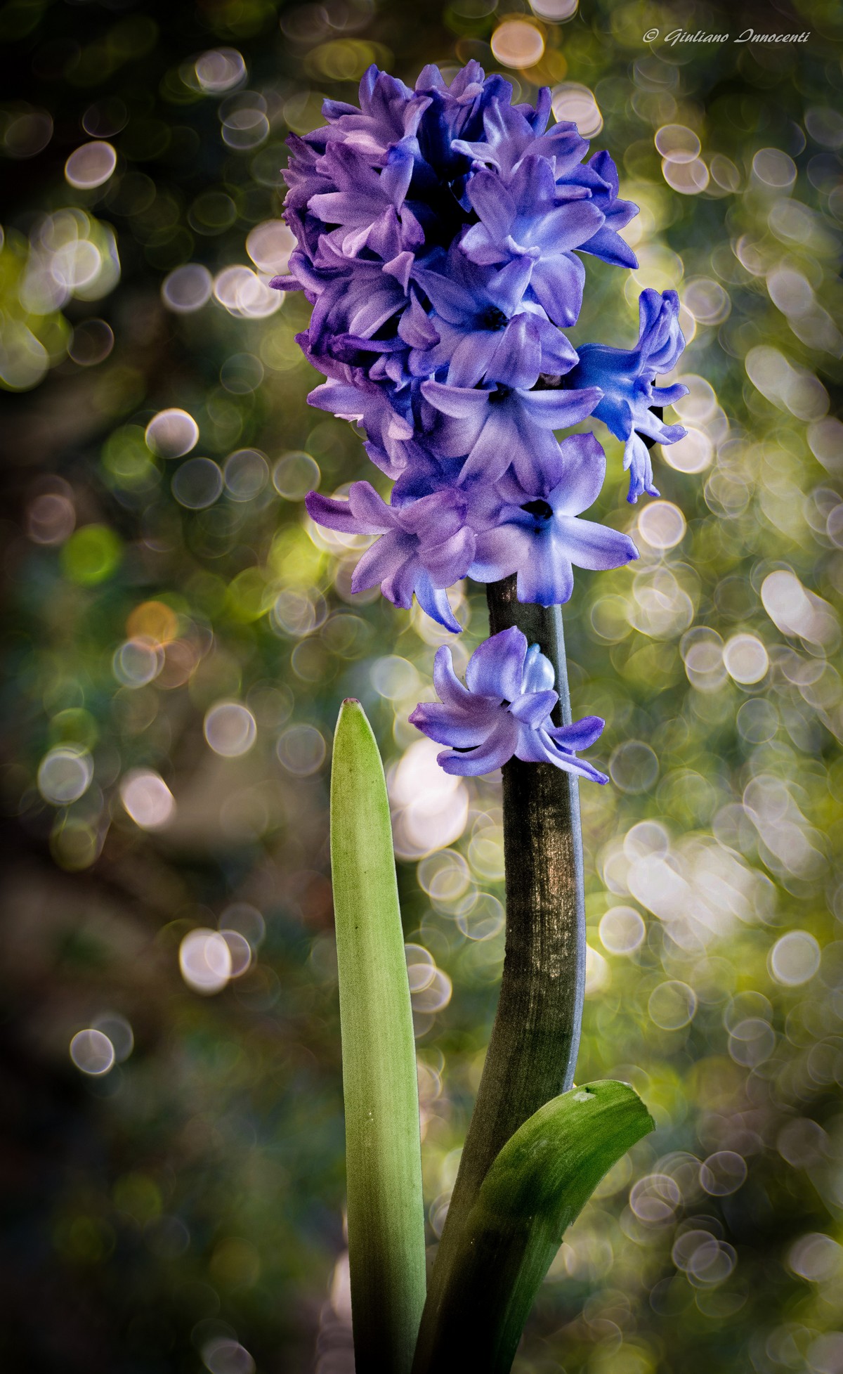 The scent of hyacinth...