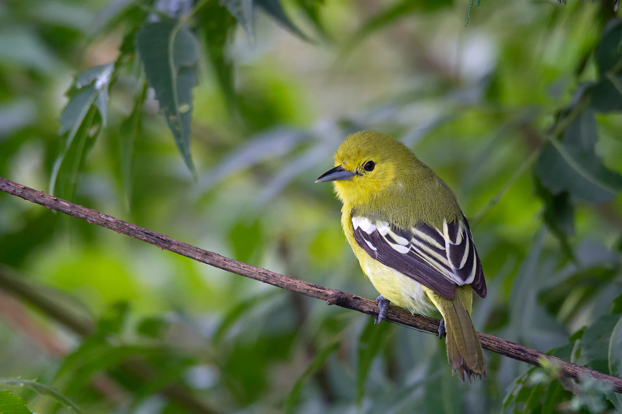 common iora...