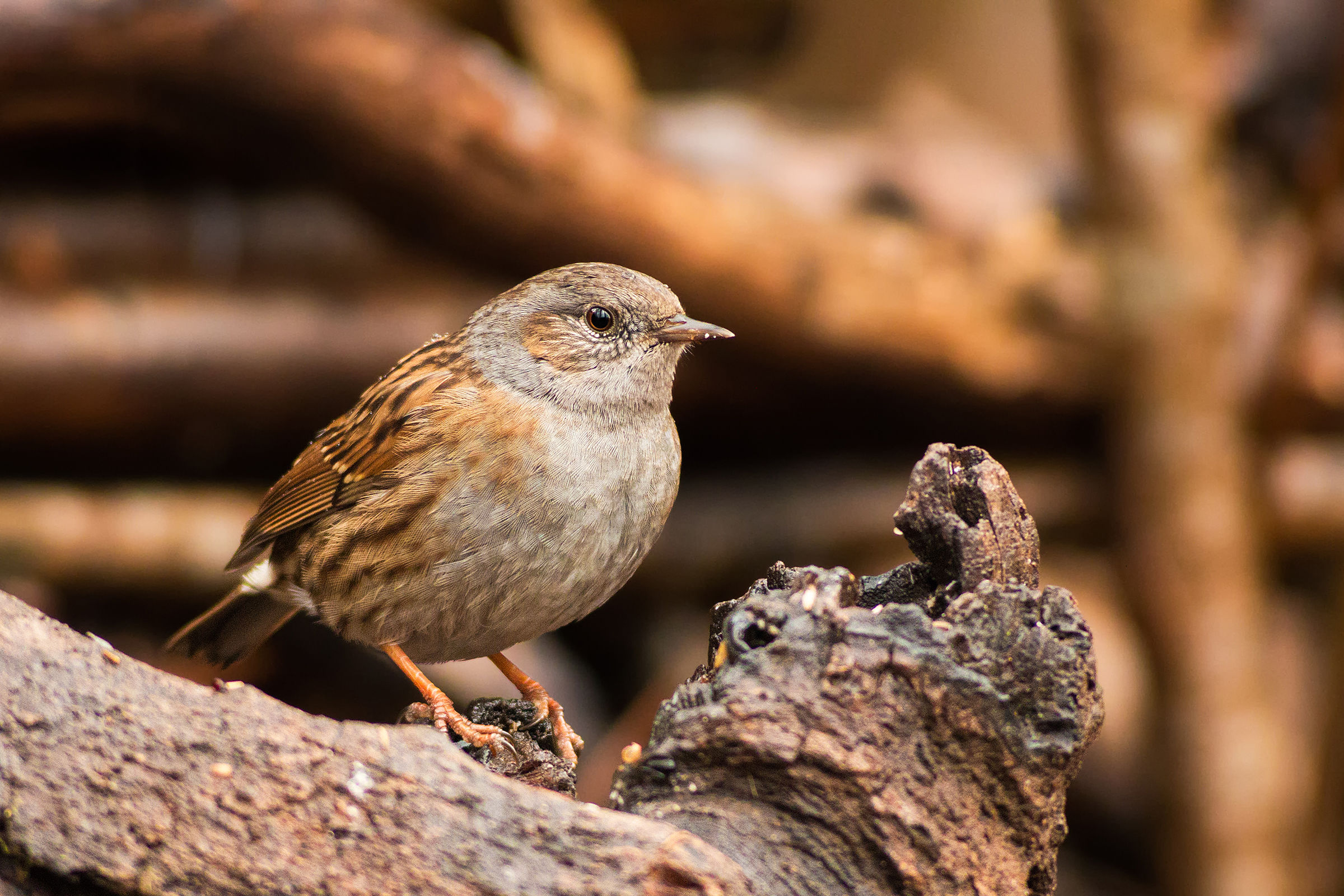 dunnock...