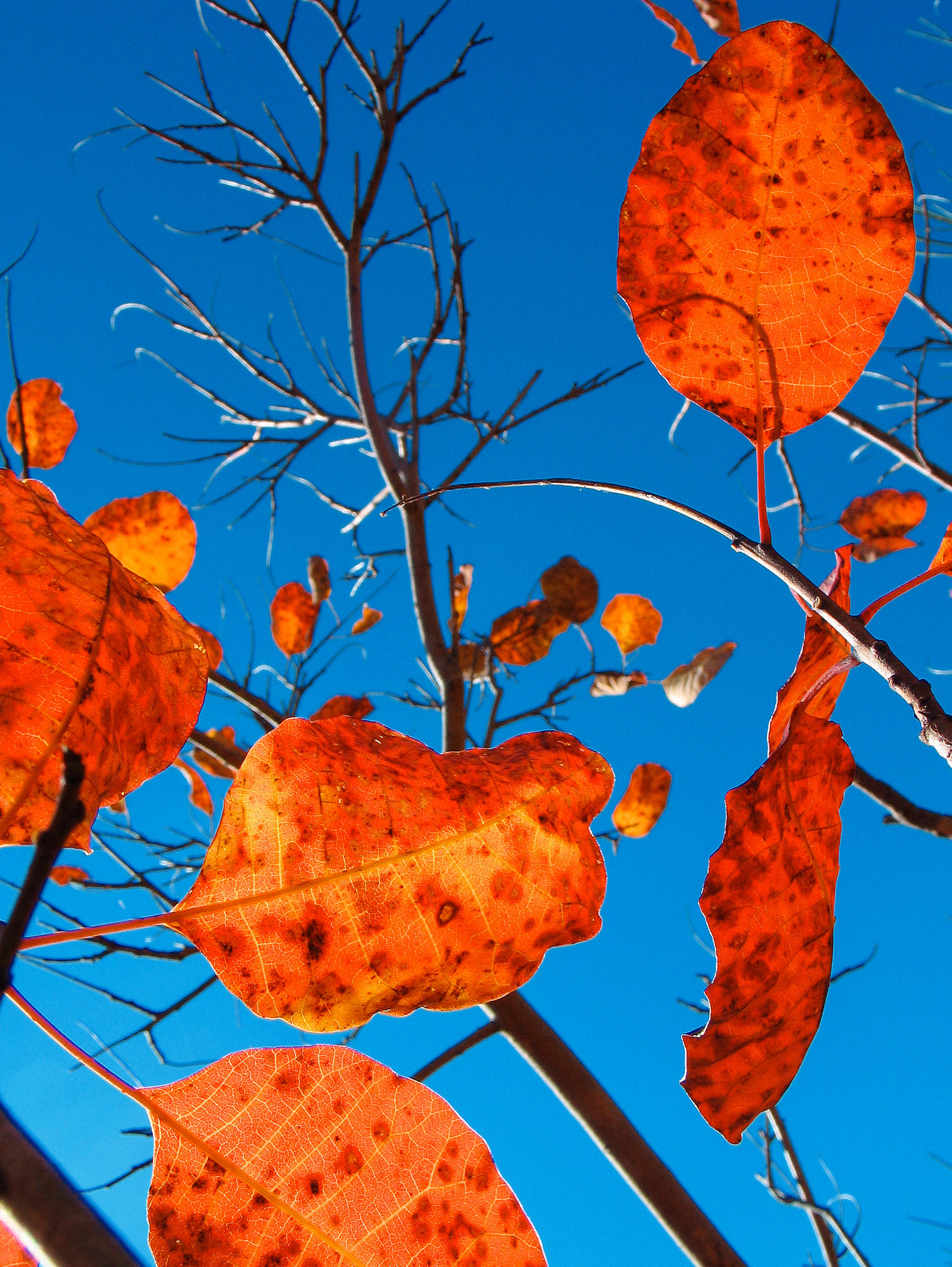 red smoke tree in the blue dance...