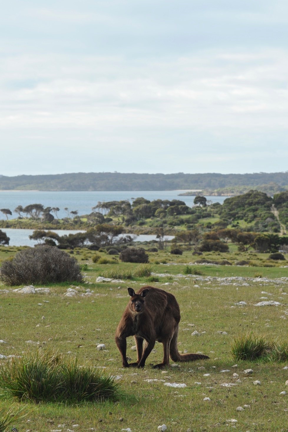 Kangaroo island...