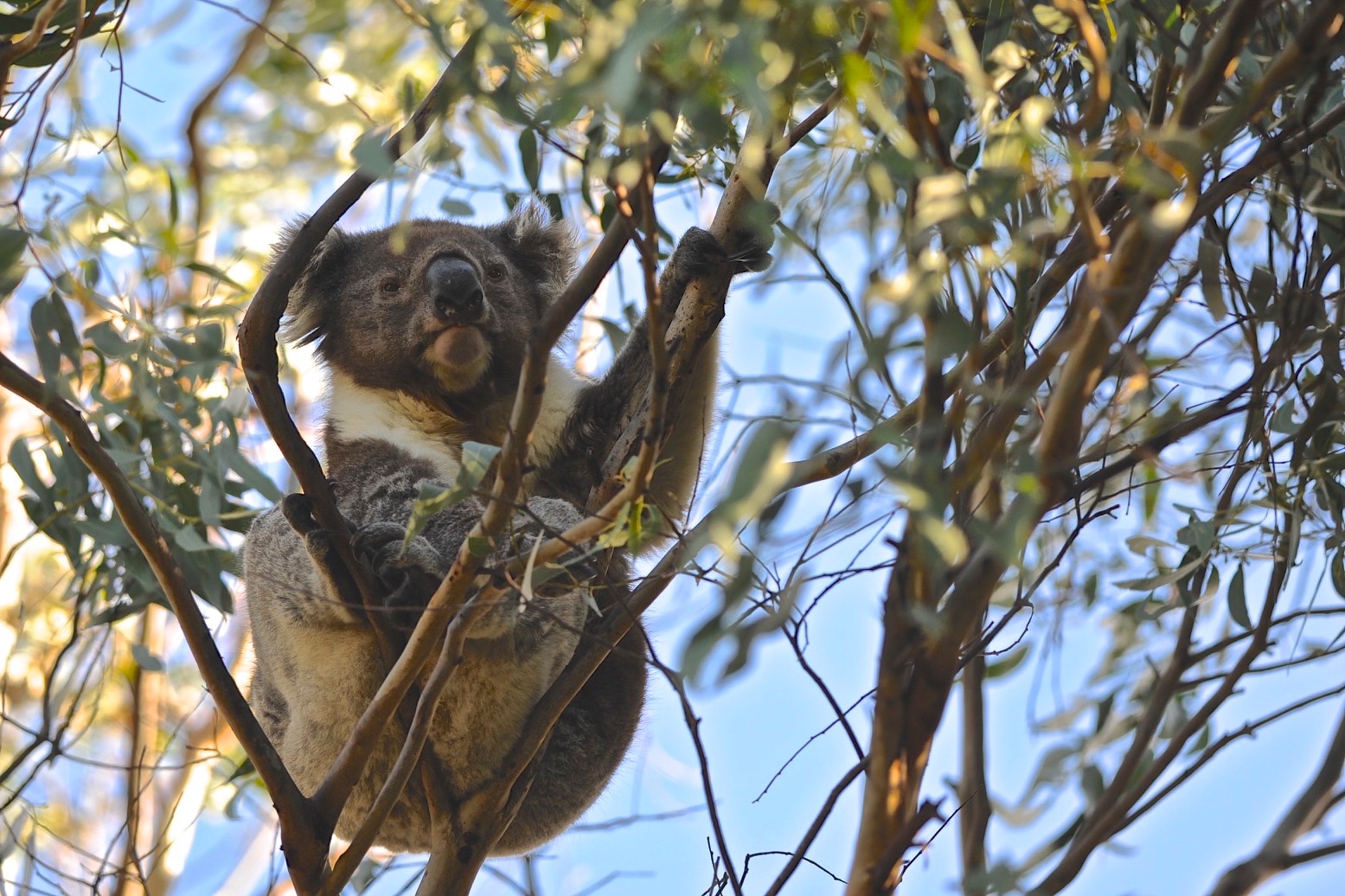 Koala, Kangaroo Island, Australia...