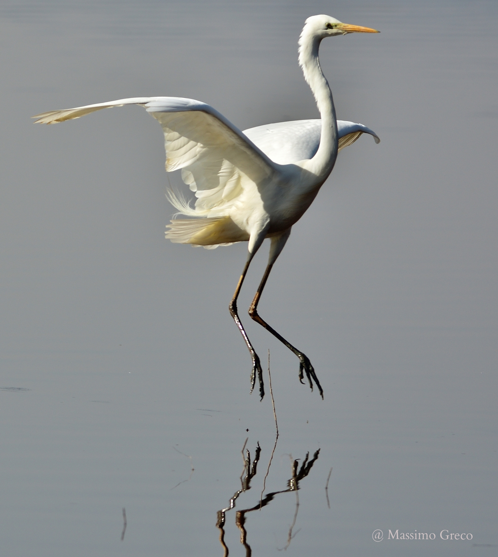 The dance White Heron...