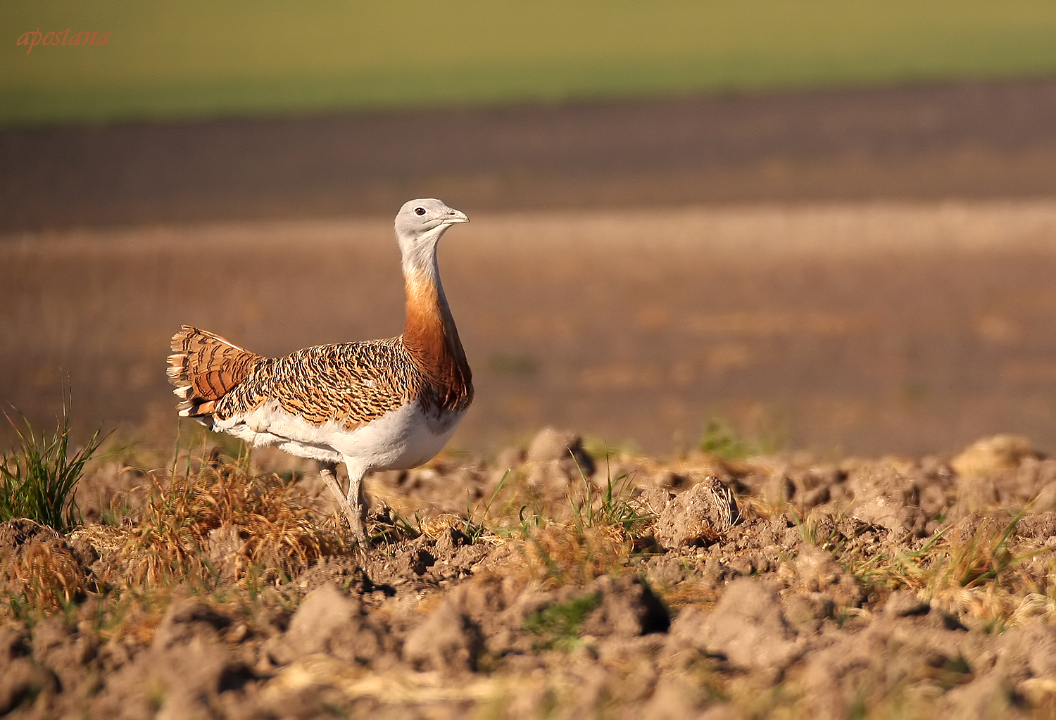 bustard...