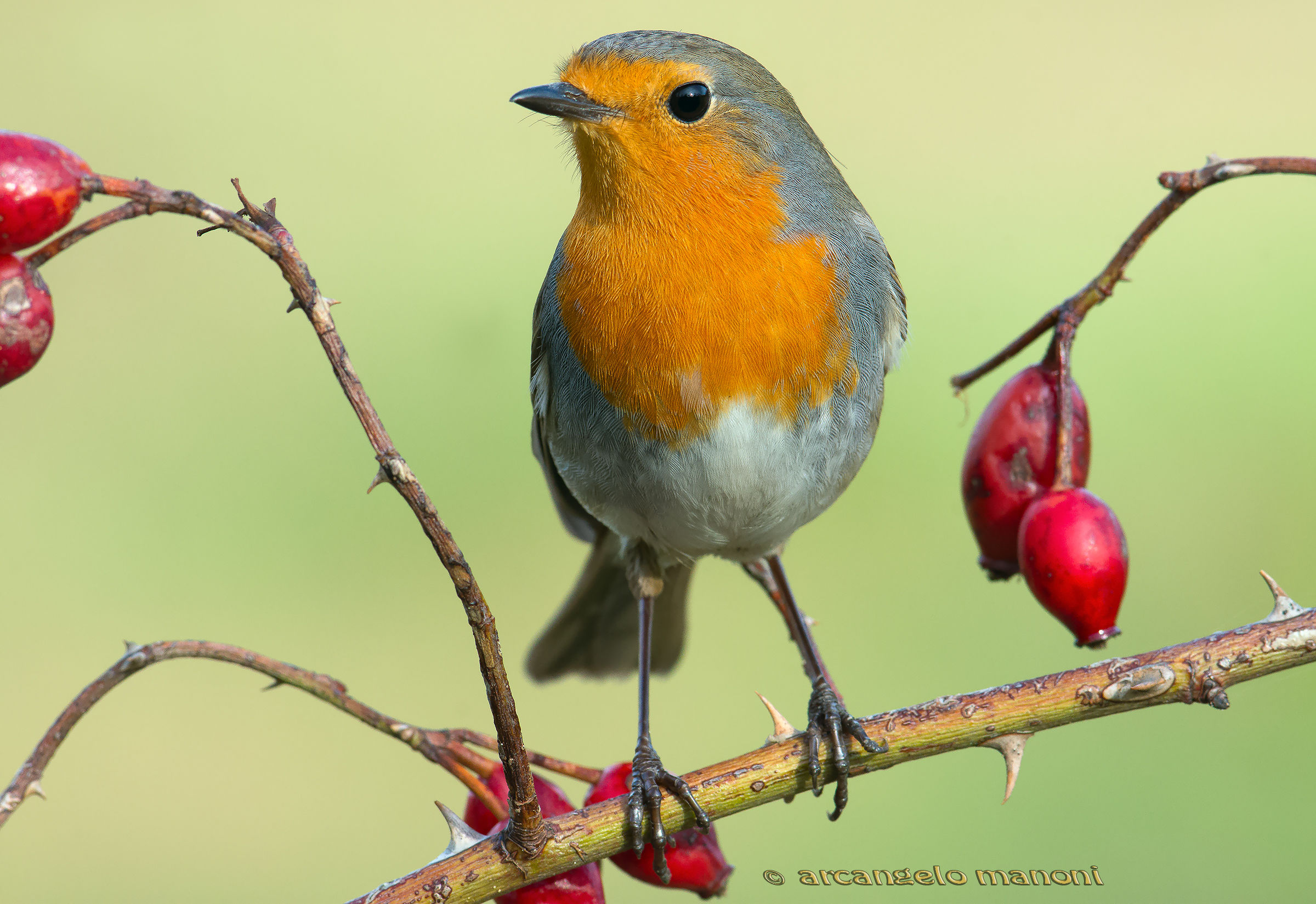 Robin and Red Berries...