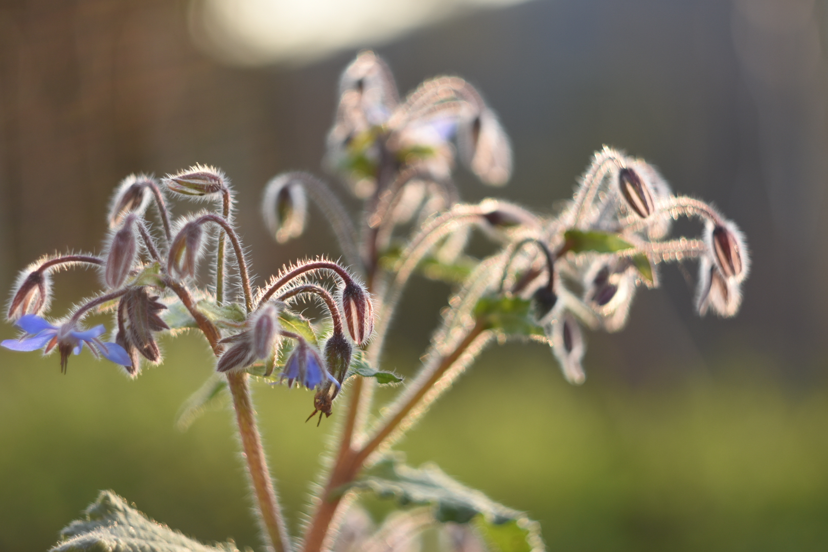 borragine bokeh...