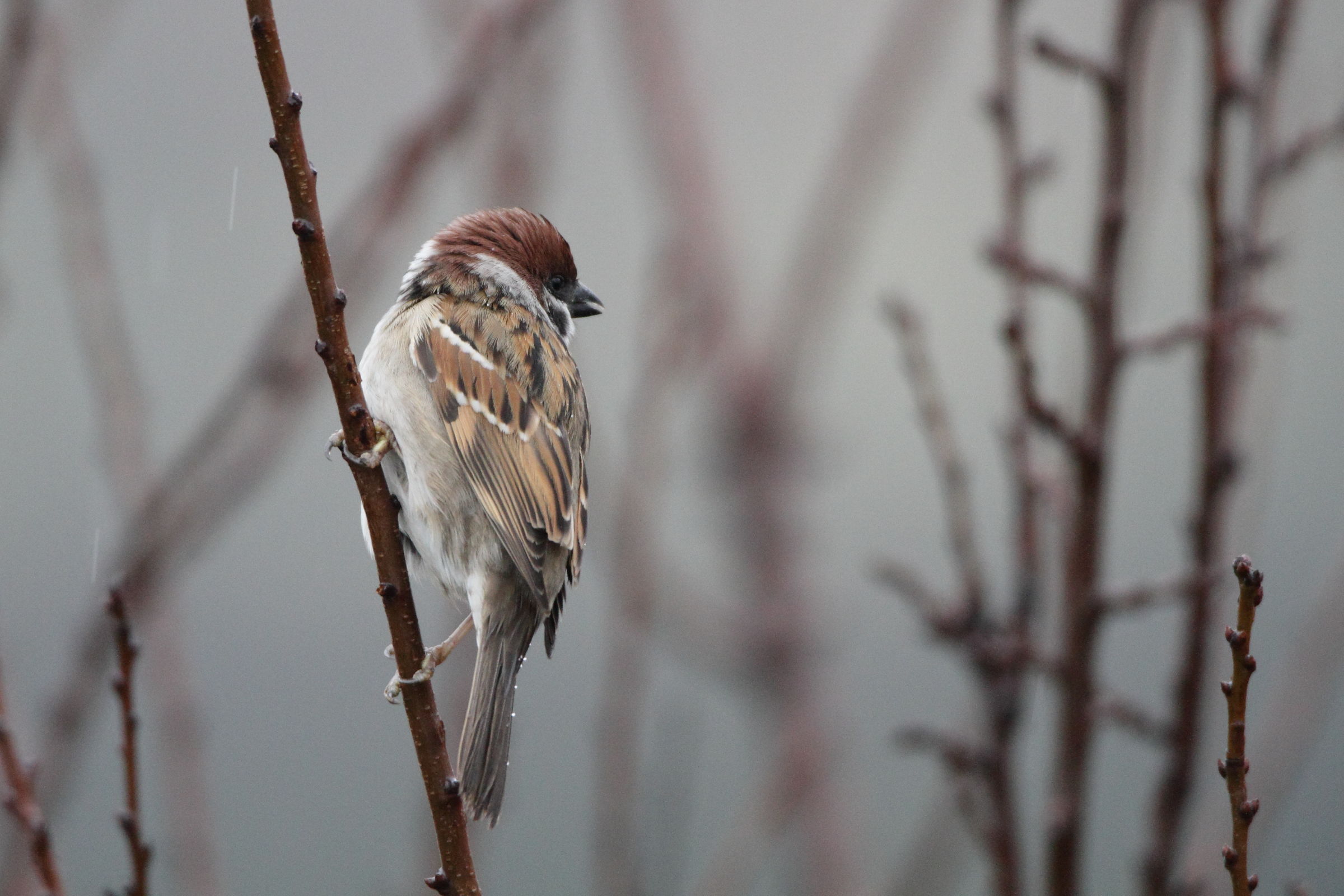Tree Sparrow in the rain...