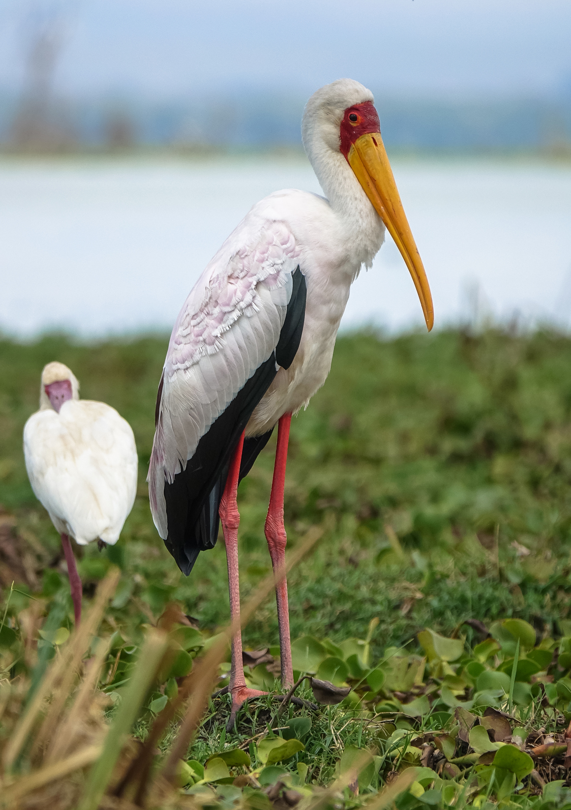 Tantalus yellow beak (Mycteria ibis) - Lake Naivasha (K...