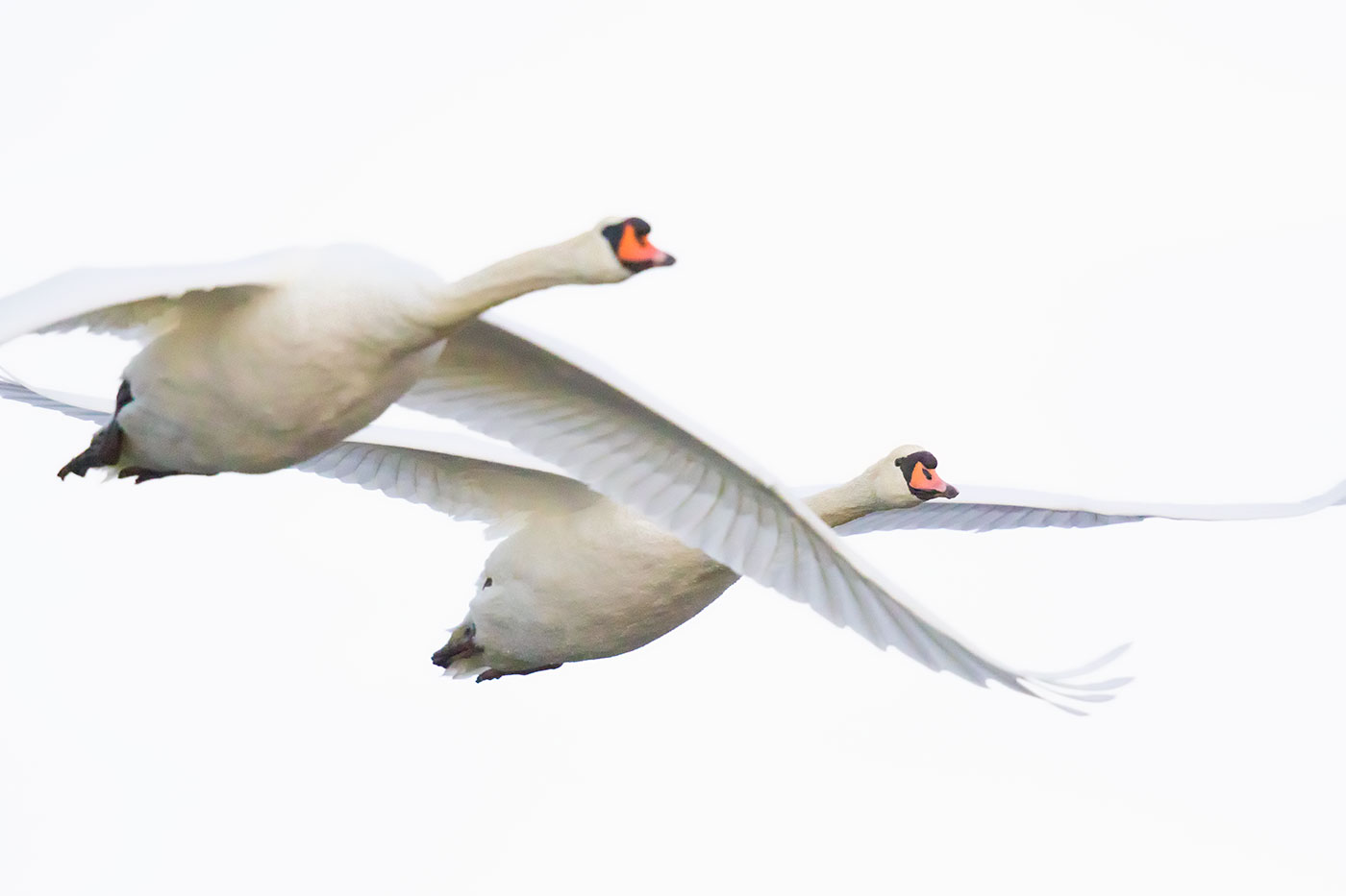 Swans in high key...