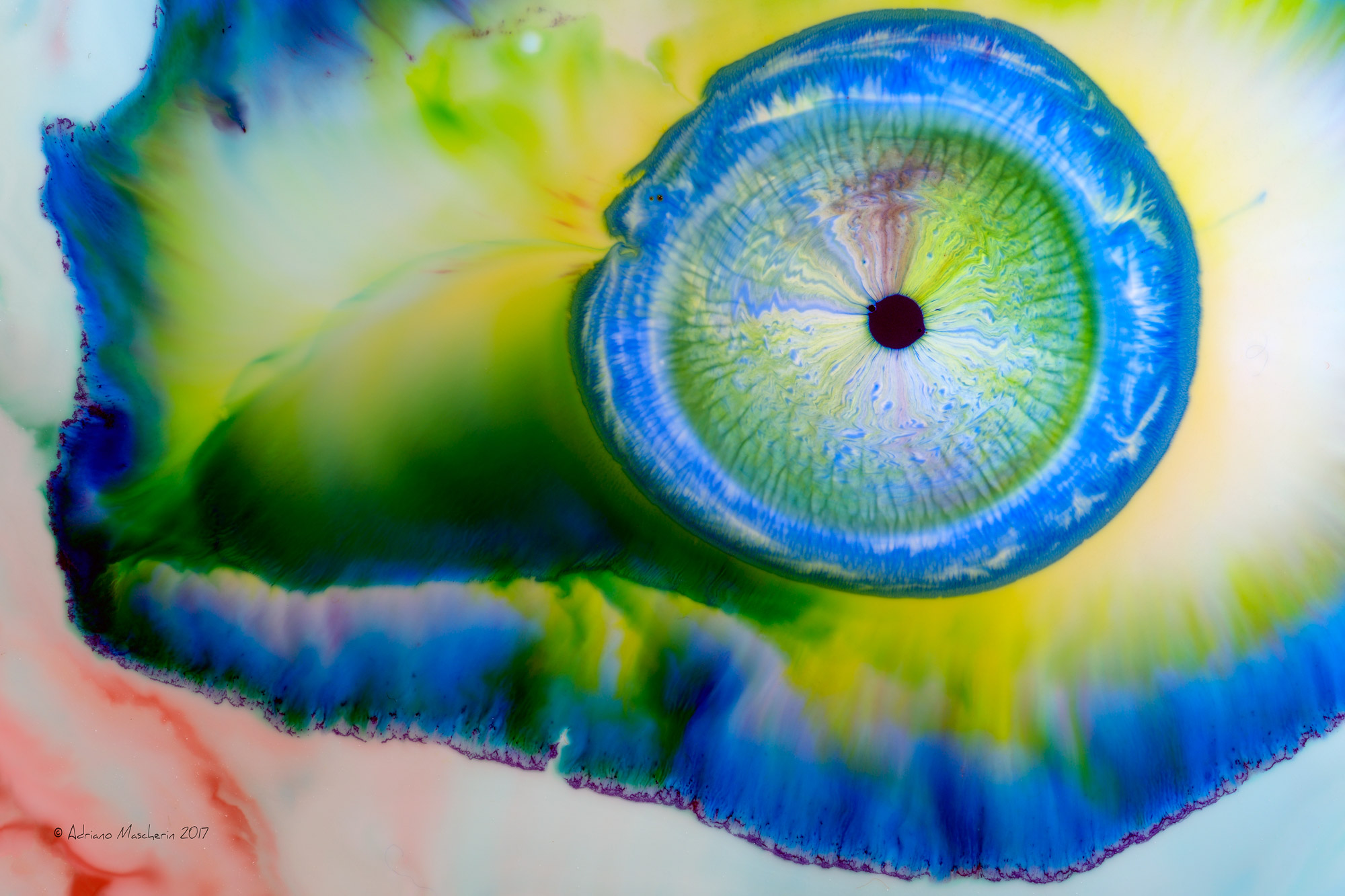 The eye of the chameleon .......