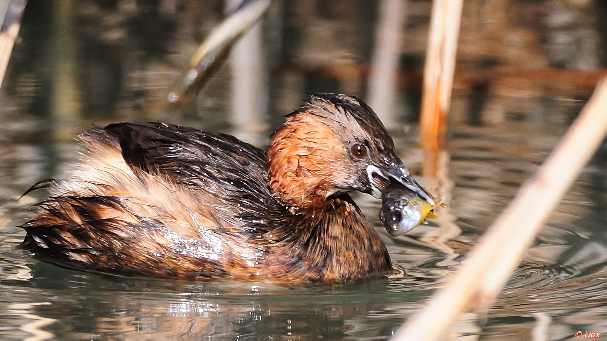 little grebe with prey...