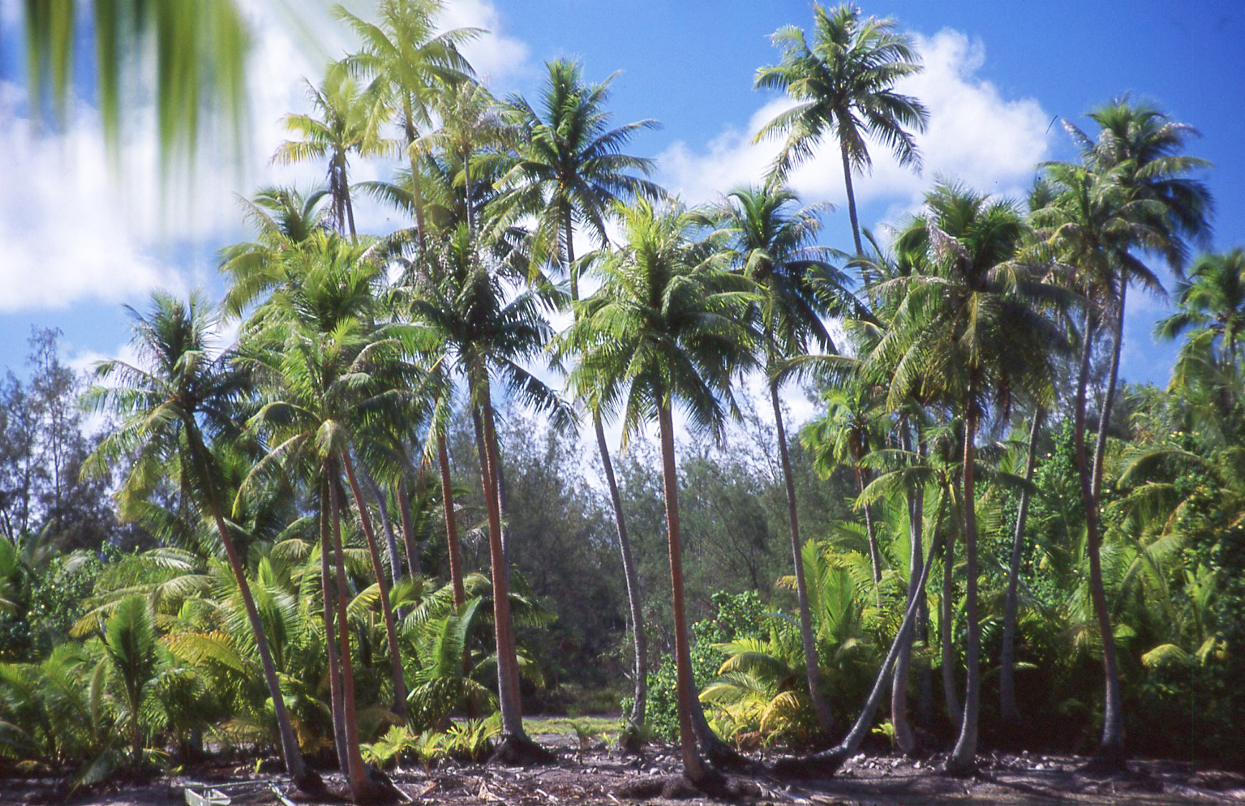 Palm grove - Tahiti...