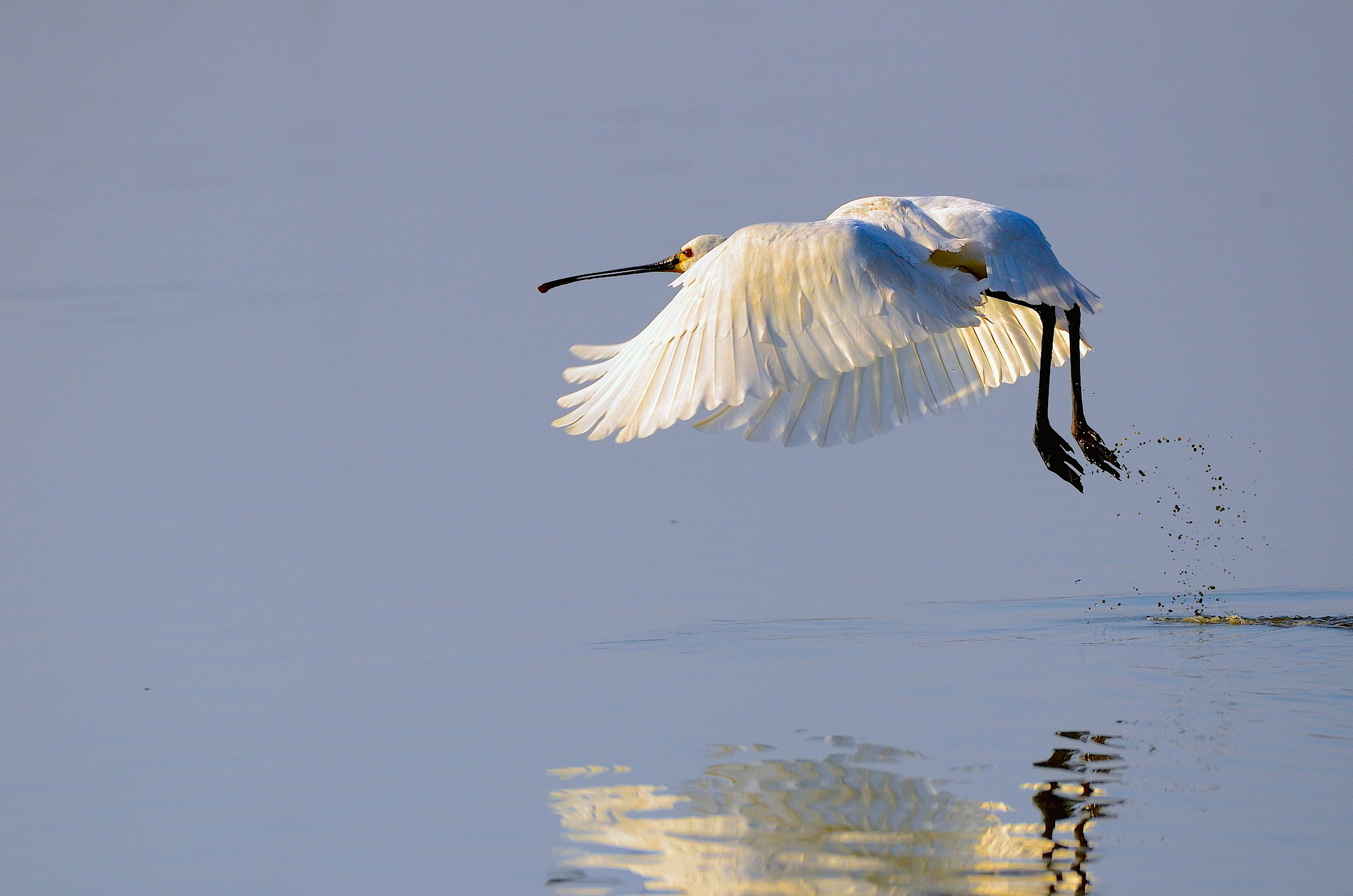 Spoonbill in flight out ........