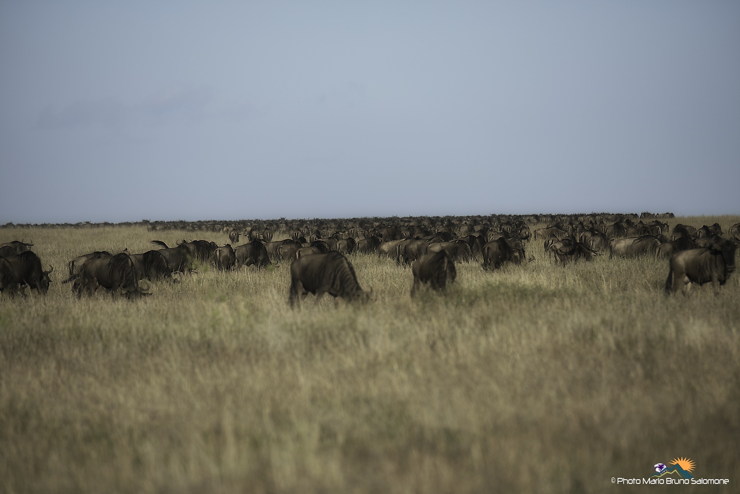 The great migration....