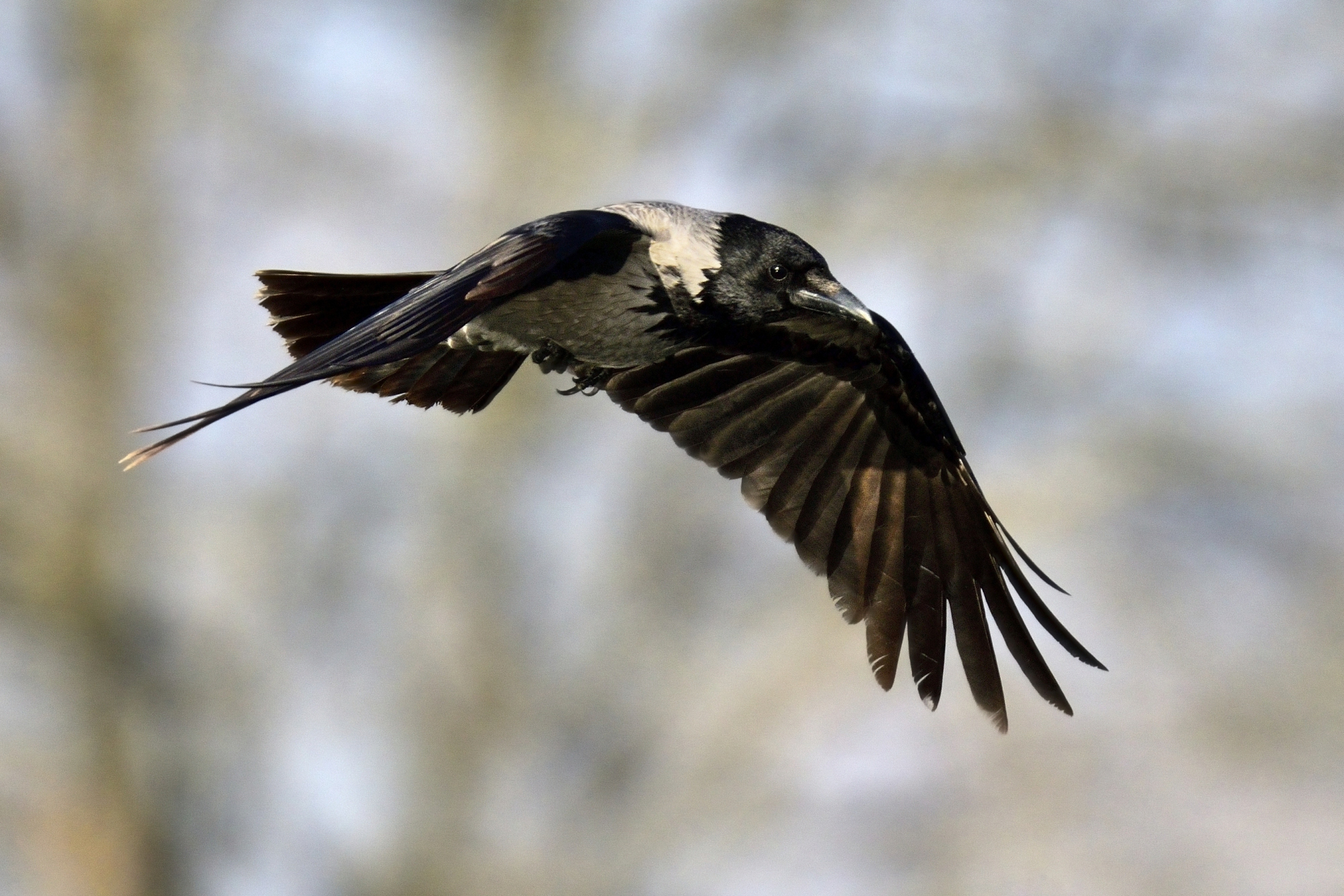 Hooded crow...