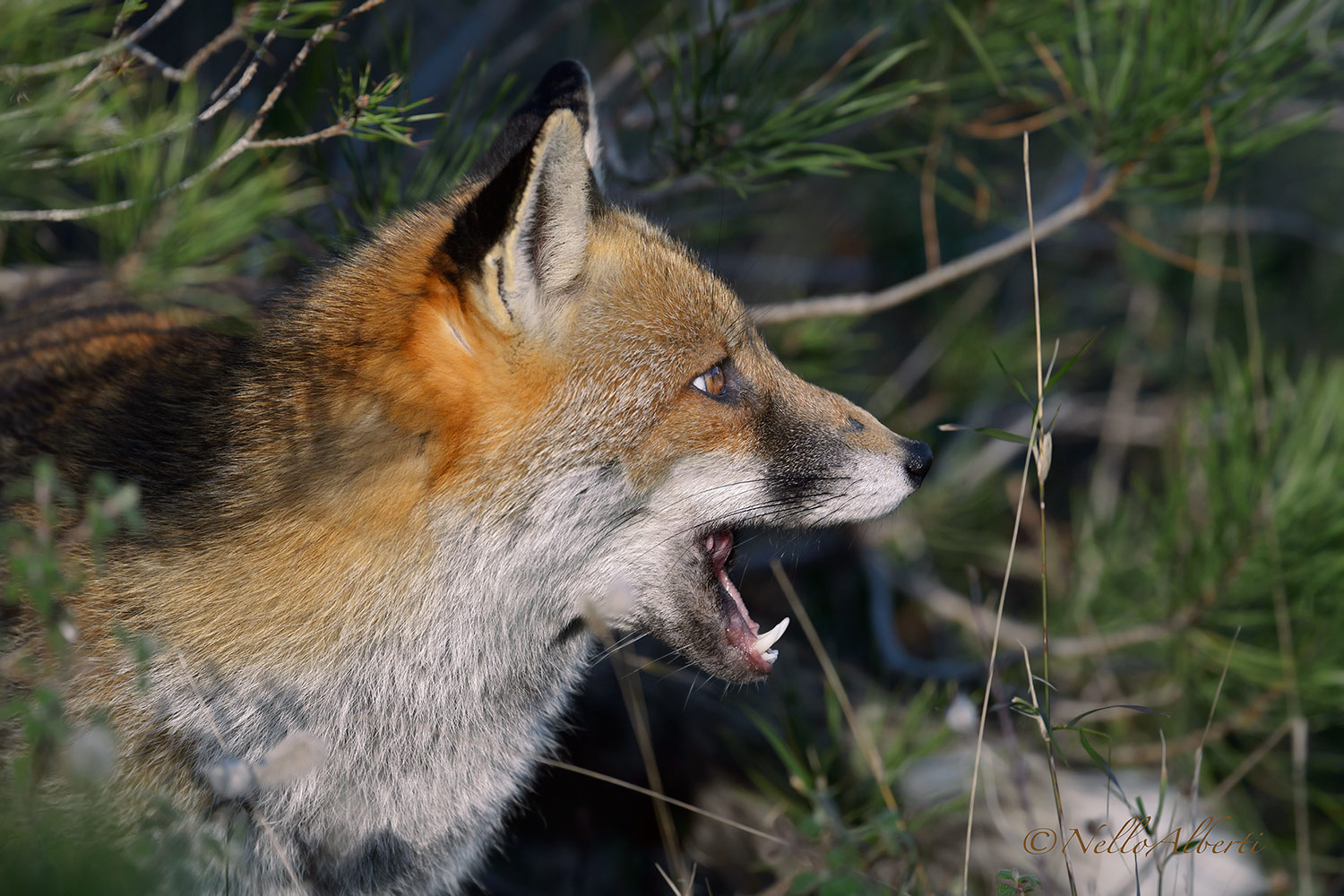 fox agitated...