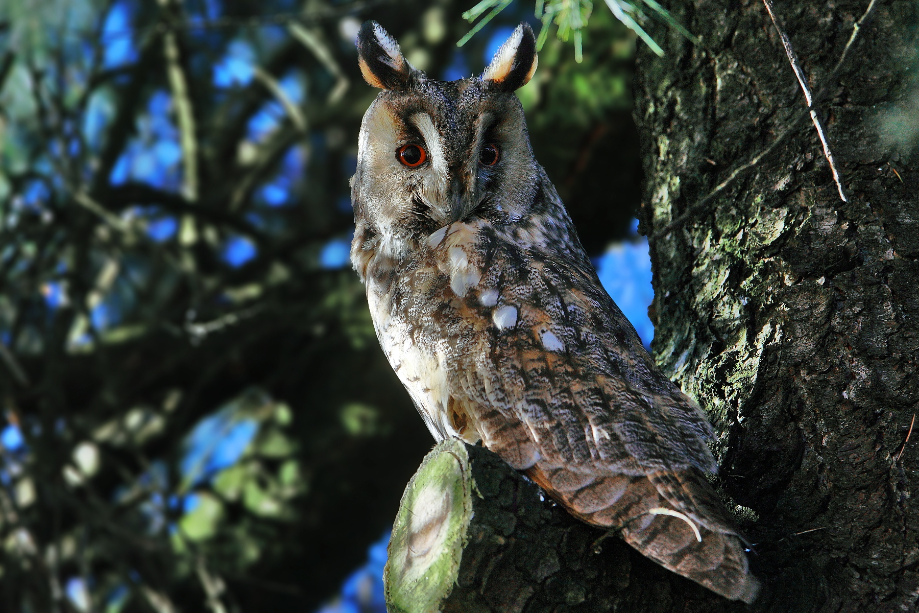 Young long-eared owl...
