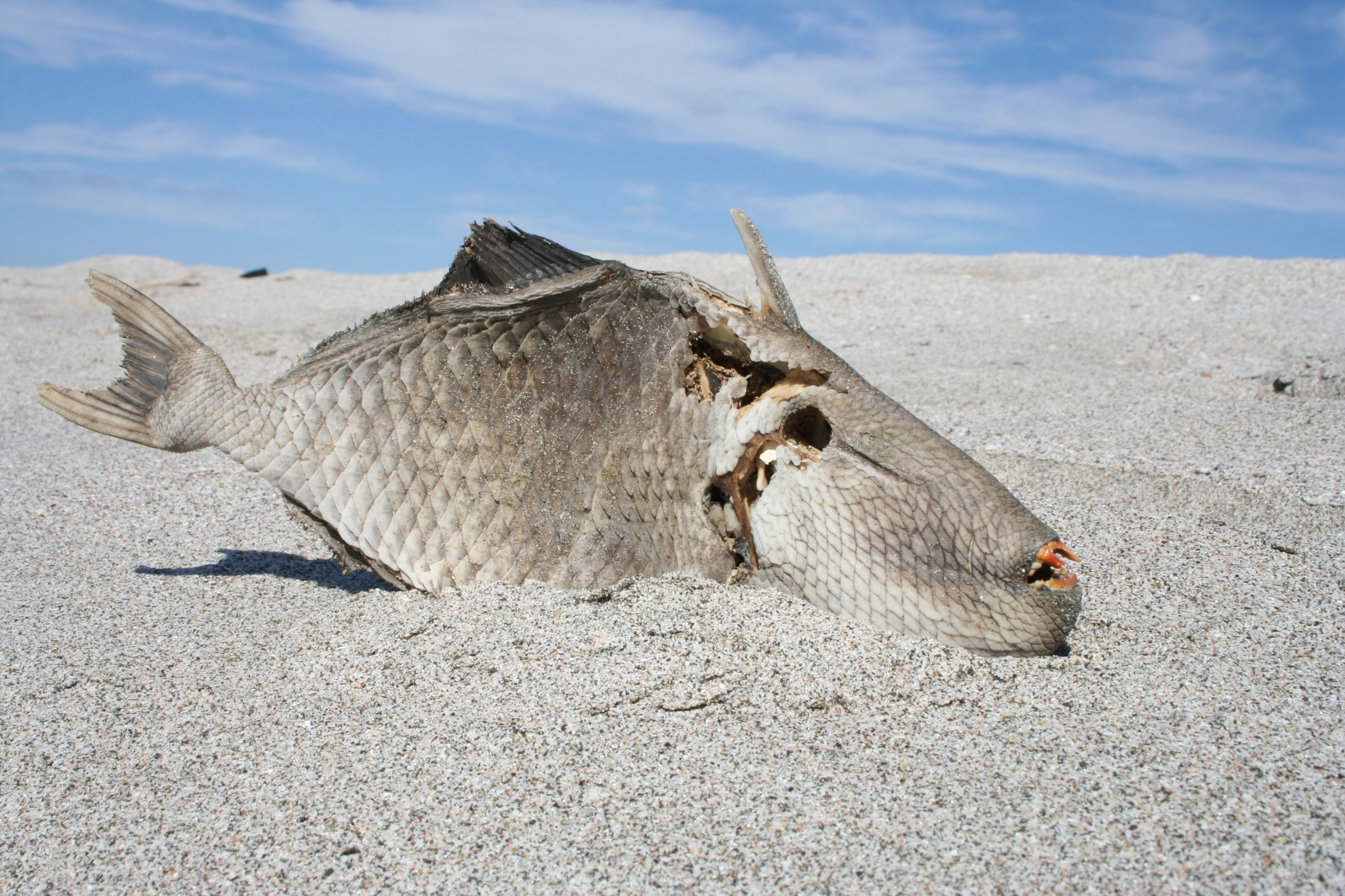 Pesce Balestra decomposto...