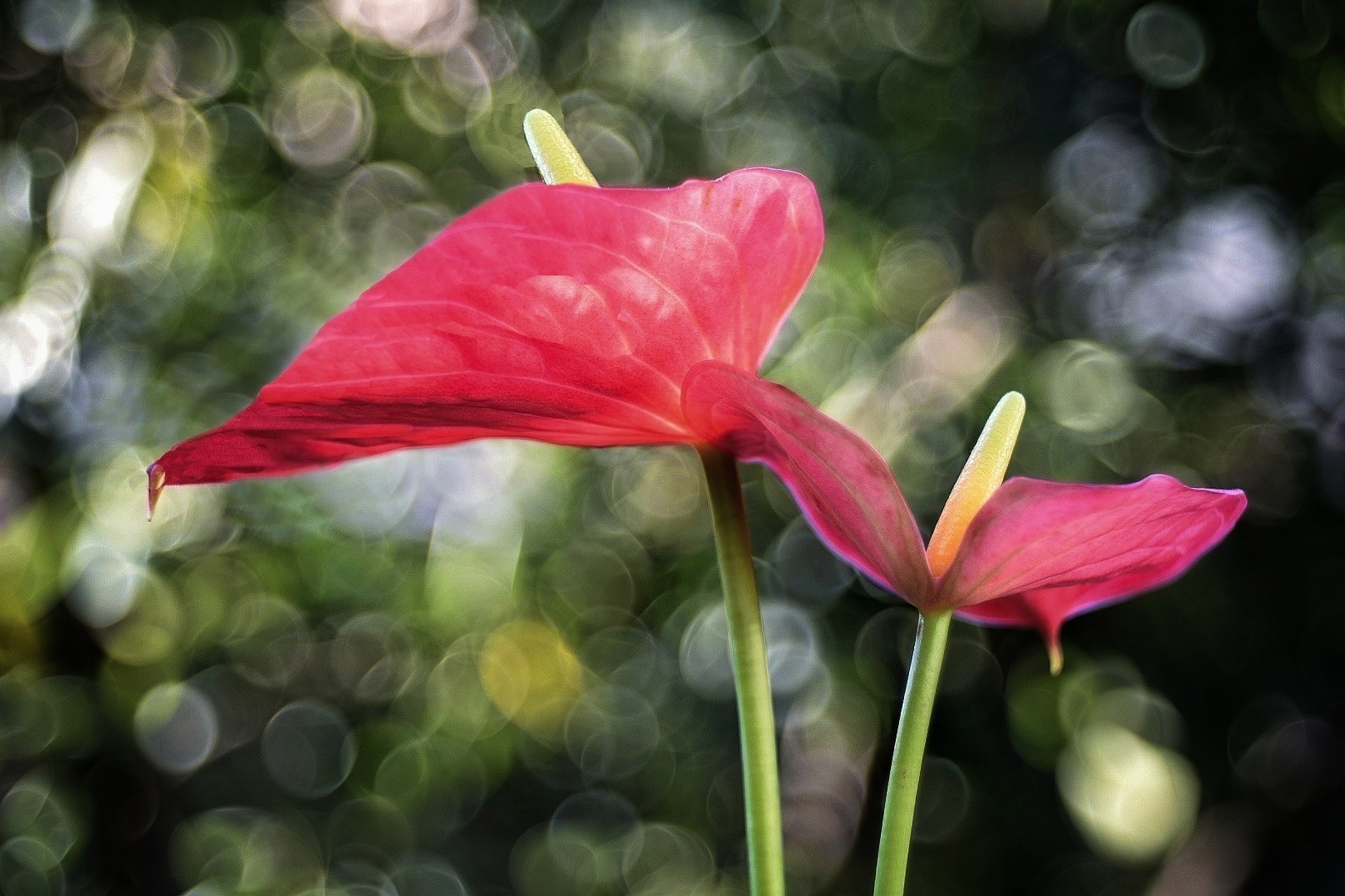 anthurium...