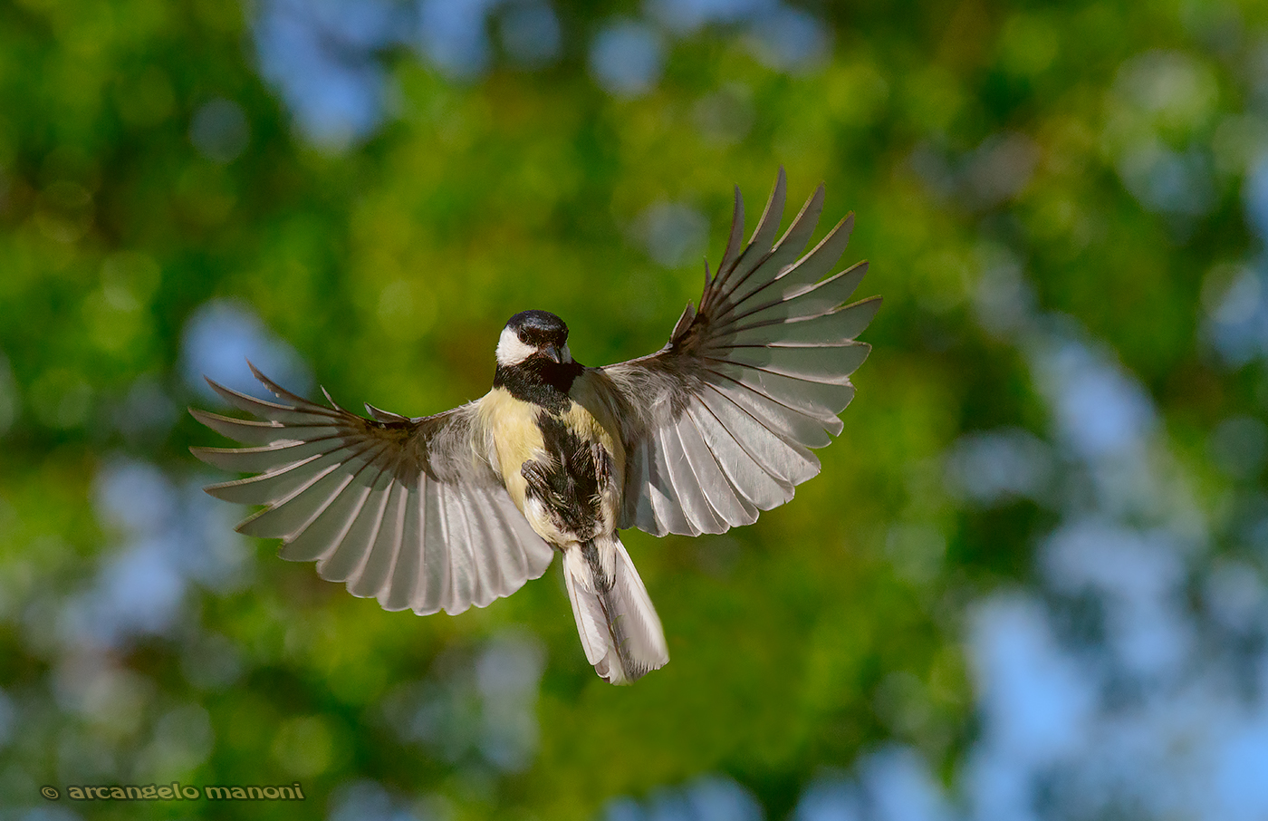 The embrace of tit...