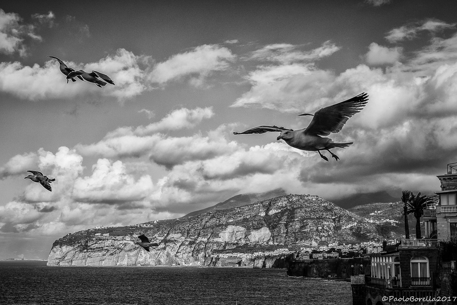 Sorrento seagulls...