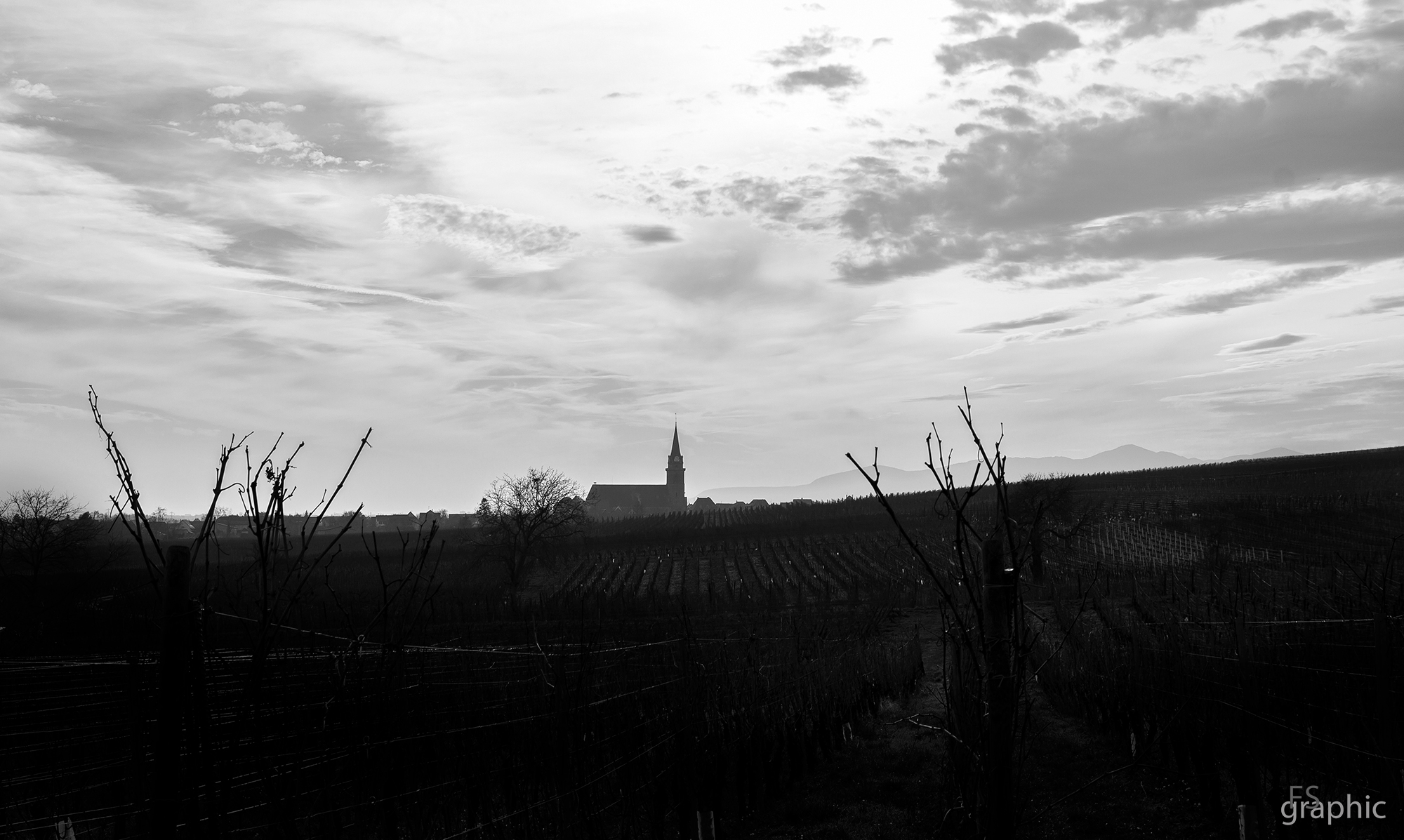 vineyards BW...