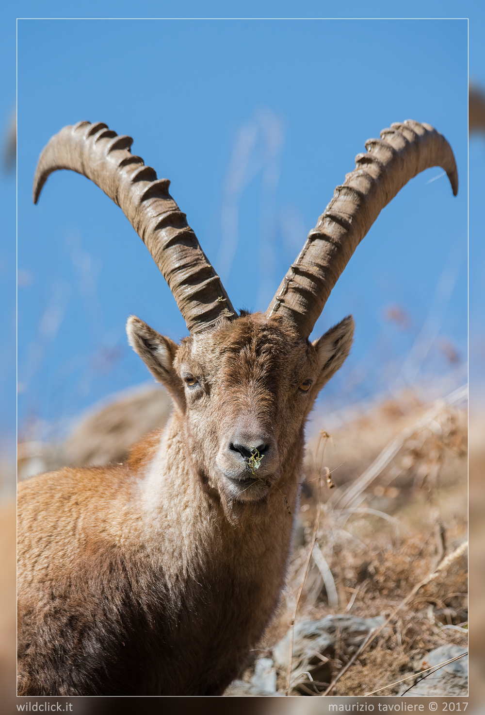 Re Ibex .....