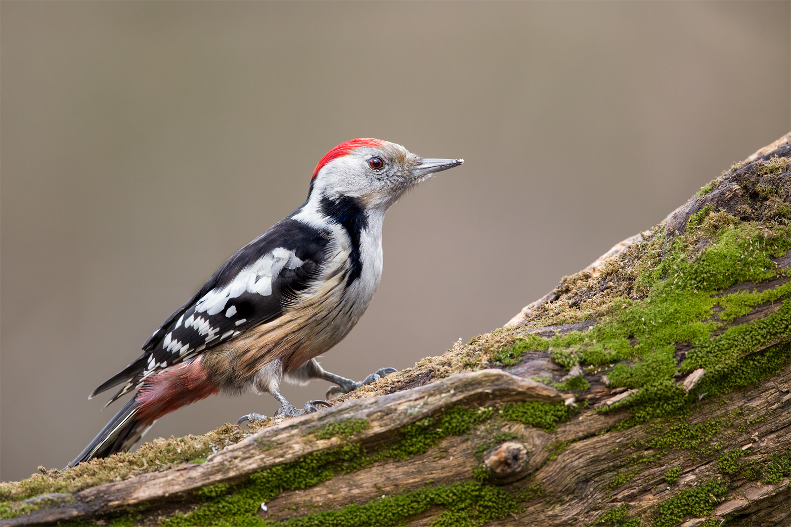 Middle spotted woodpecker (Dendrocopos medius)...